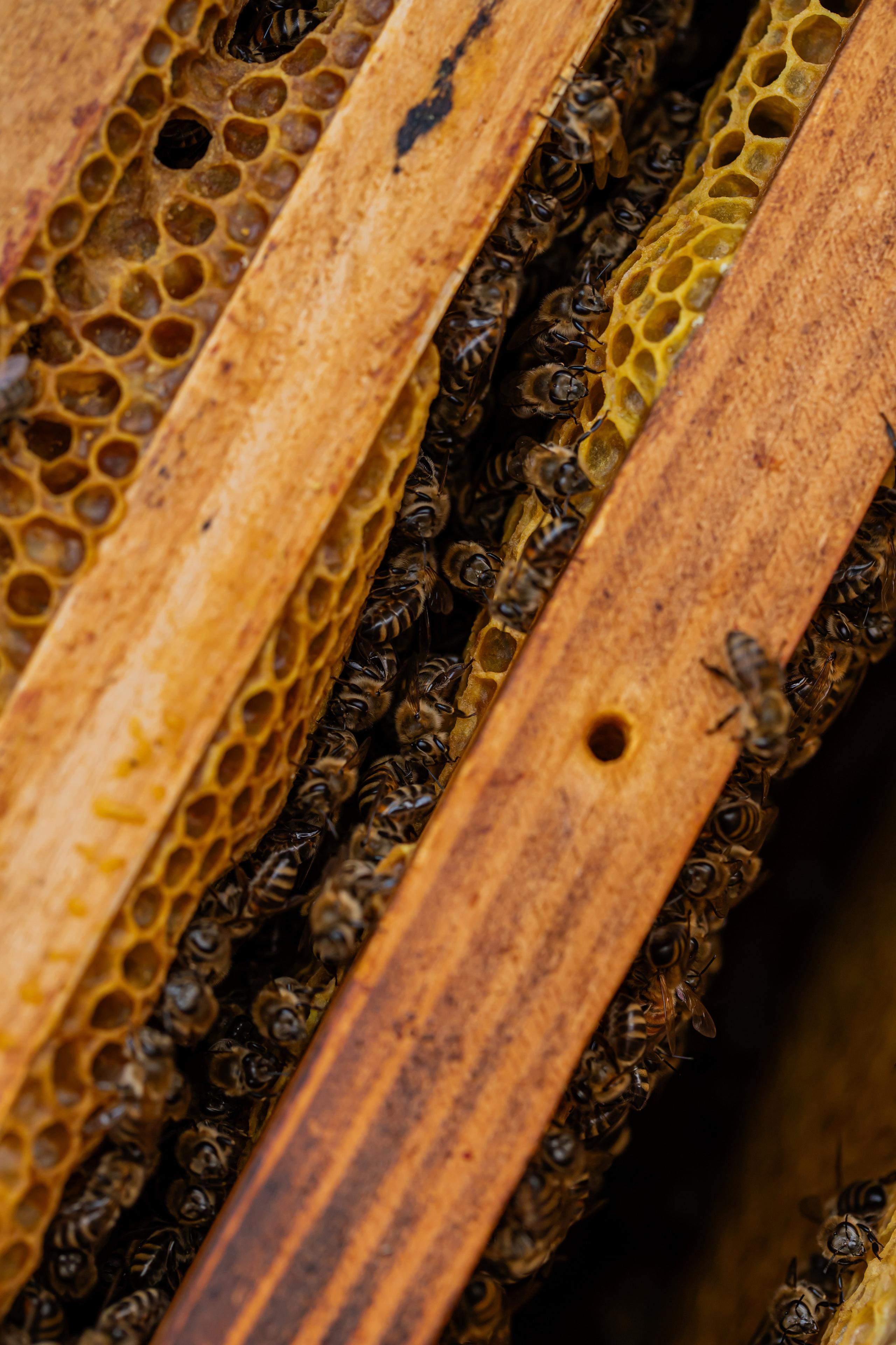 Miere „HoneyTiger”. Fotograf și Videograf | Chișinău, Moldova