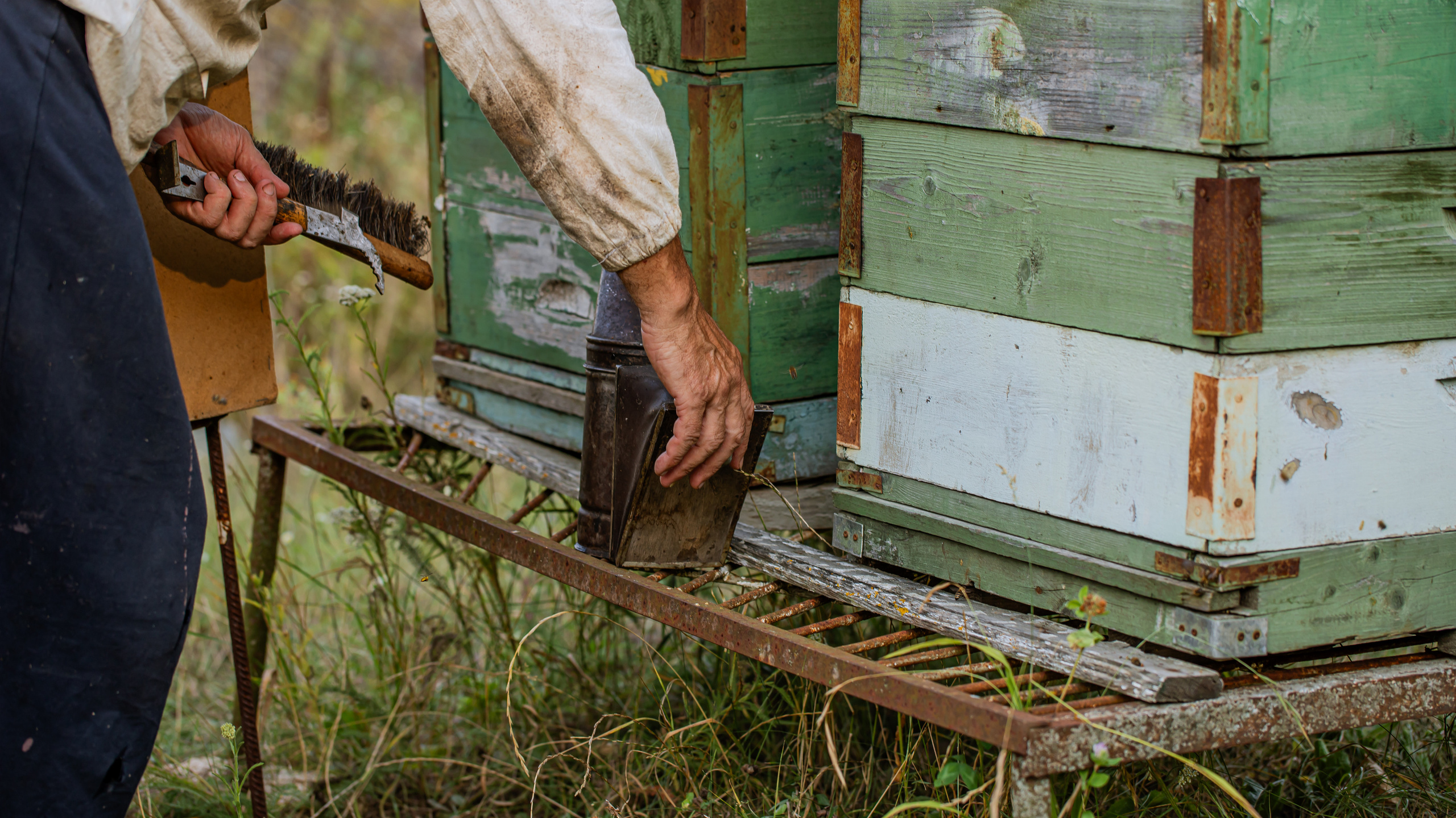 Miere „HoneyTiger”. Fotograf și Videograf | Chișinău, Moldova