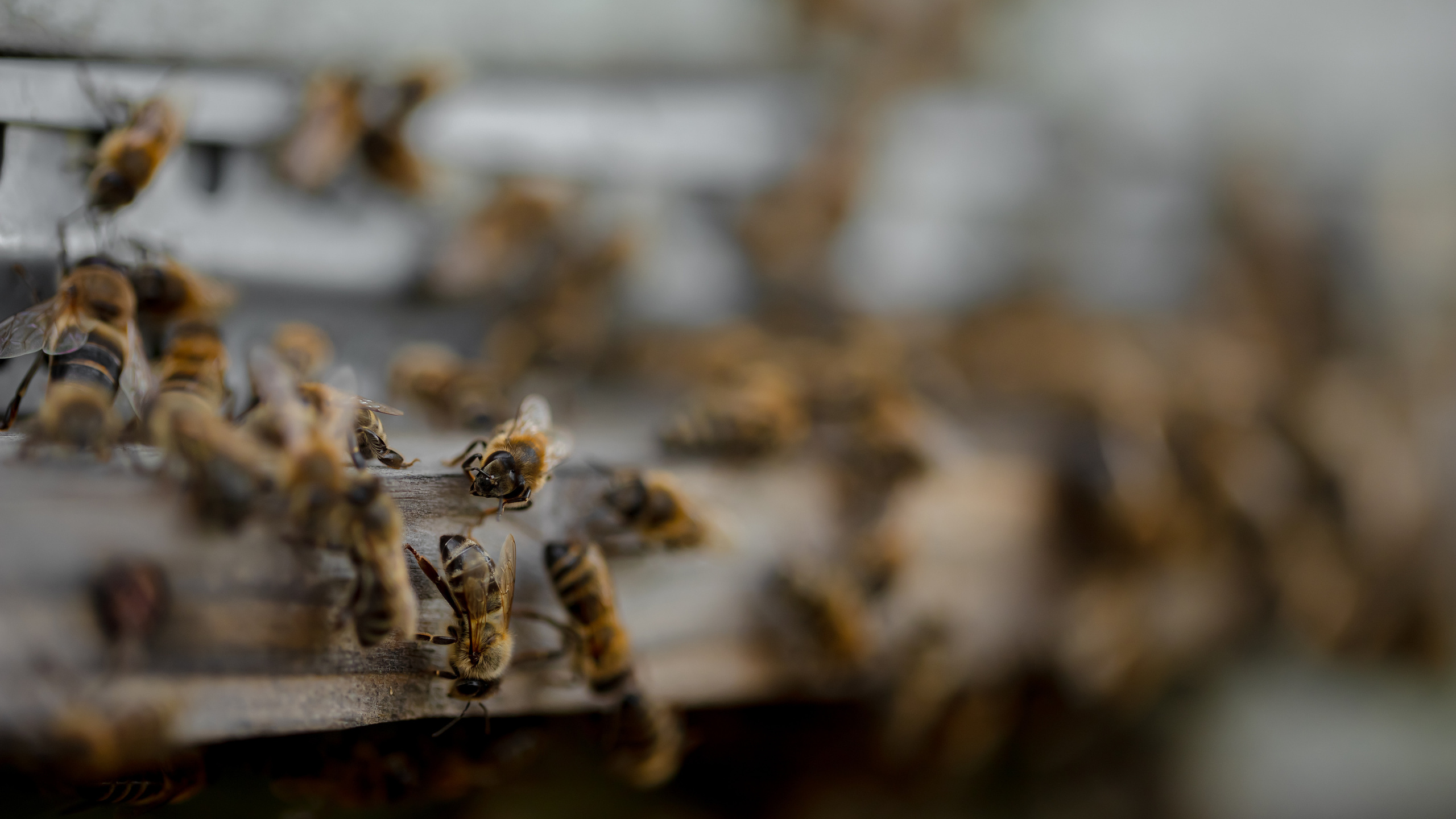 Miere „HoneyTiger”. Fotograf și Videograf | Chișinău, Moldova