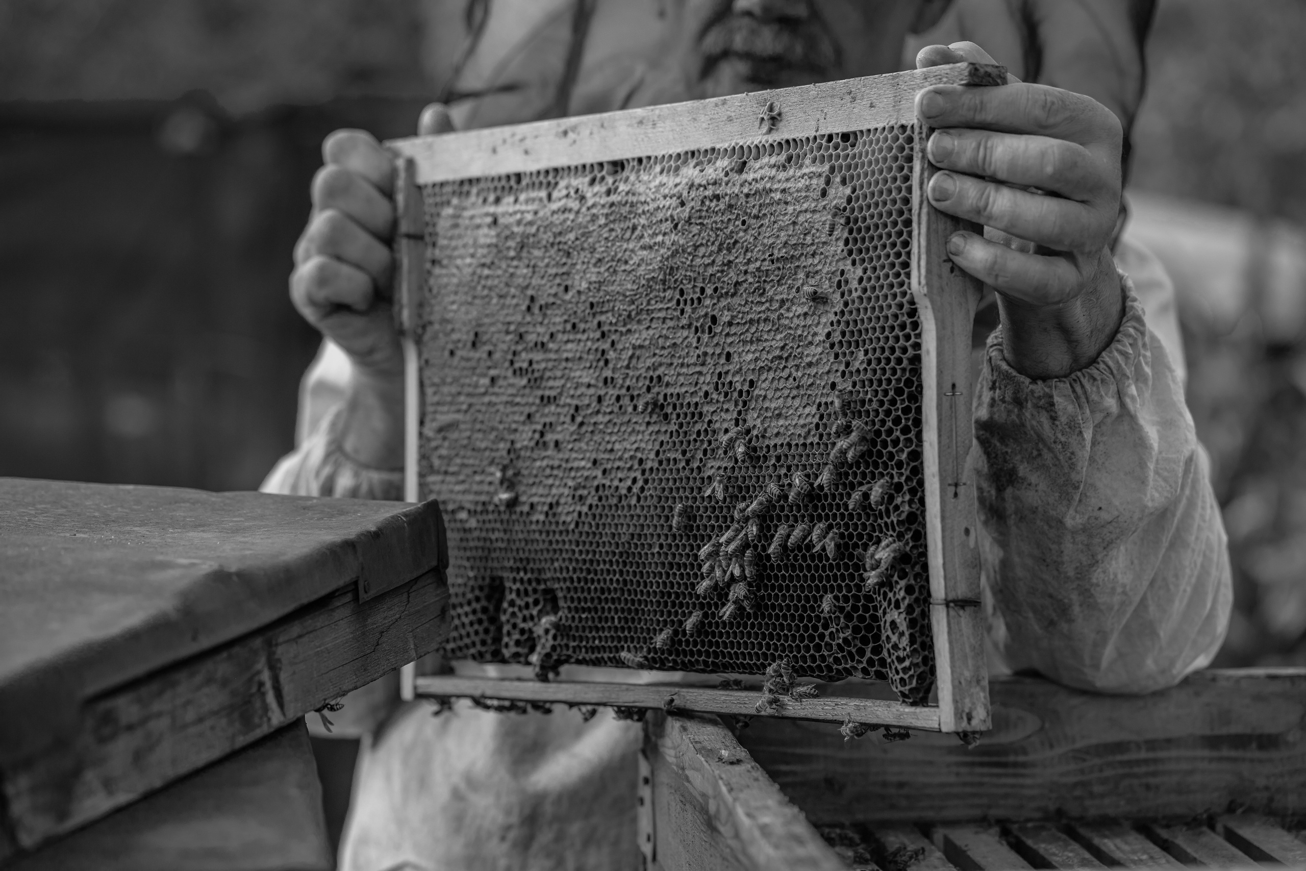 Miere „HoneyTiger”. Fotograf și Videograf | Chișinău, Moldova