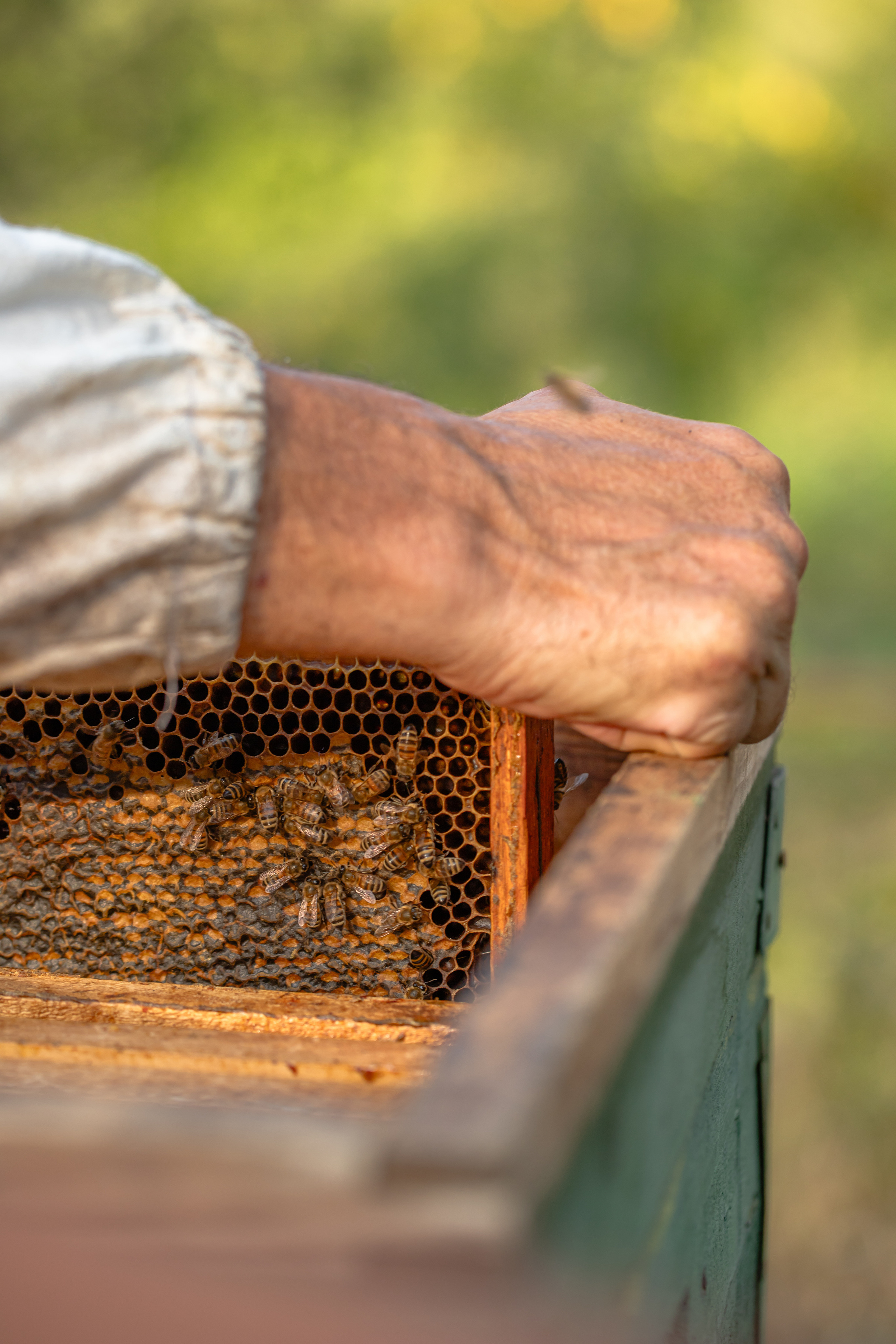 Miere „HoneyTiger”. Fotograf și Videograf | Chișinău, Moldova