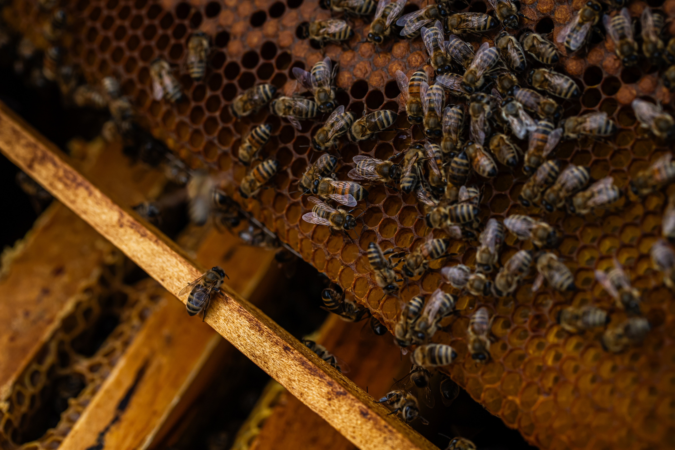 Miere „HoneyTiger”. Fotograf și Videograf | Chișinău, Moldova