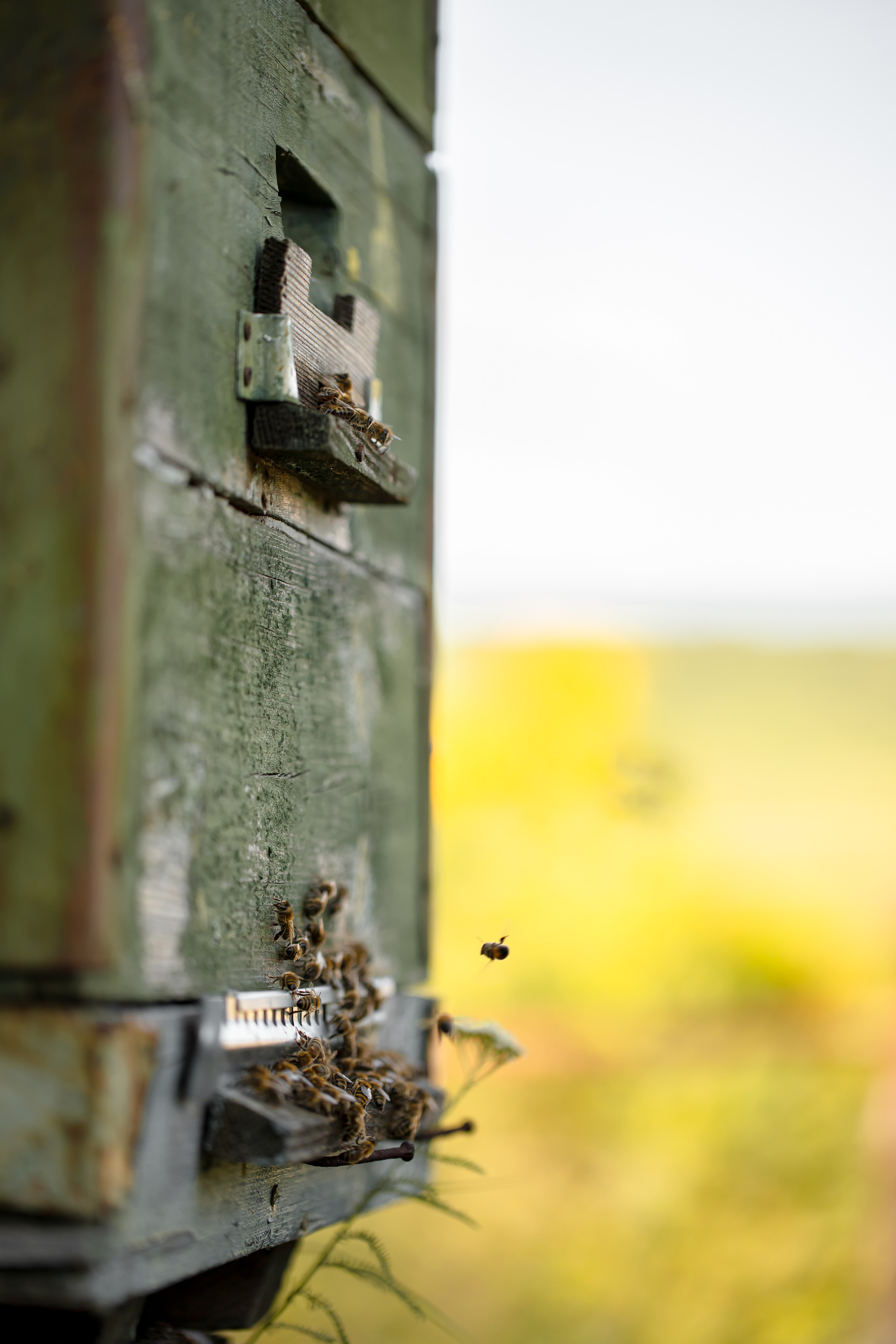 Miere „HoneyTiger”. Fotograf și Videograf | Chișinău, Moldova