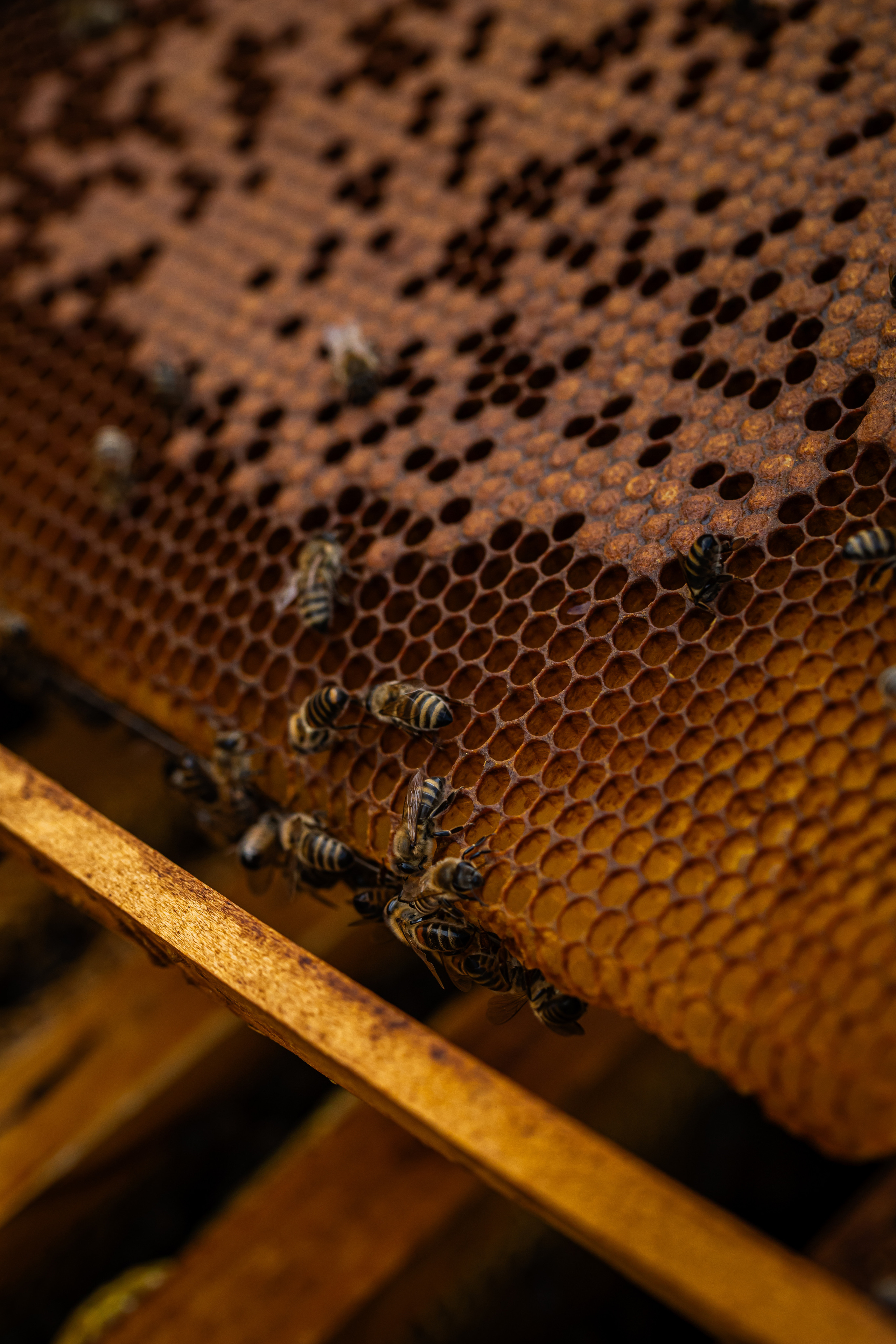 Miere „HoneyTiger”. Fotograf și Videograf | Chișinău, Moldova