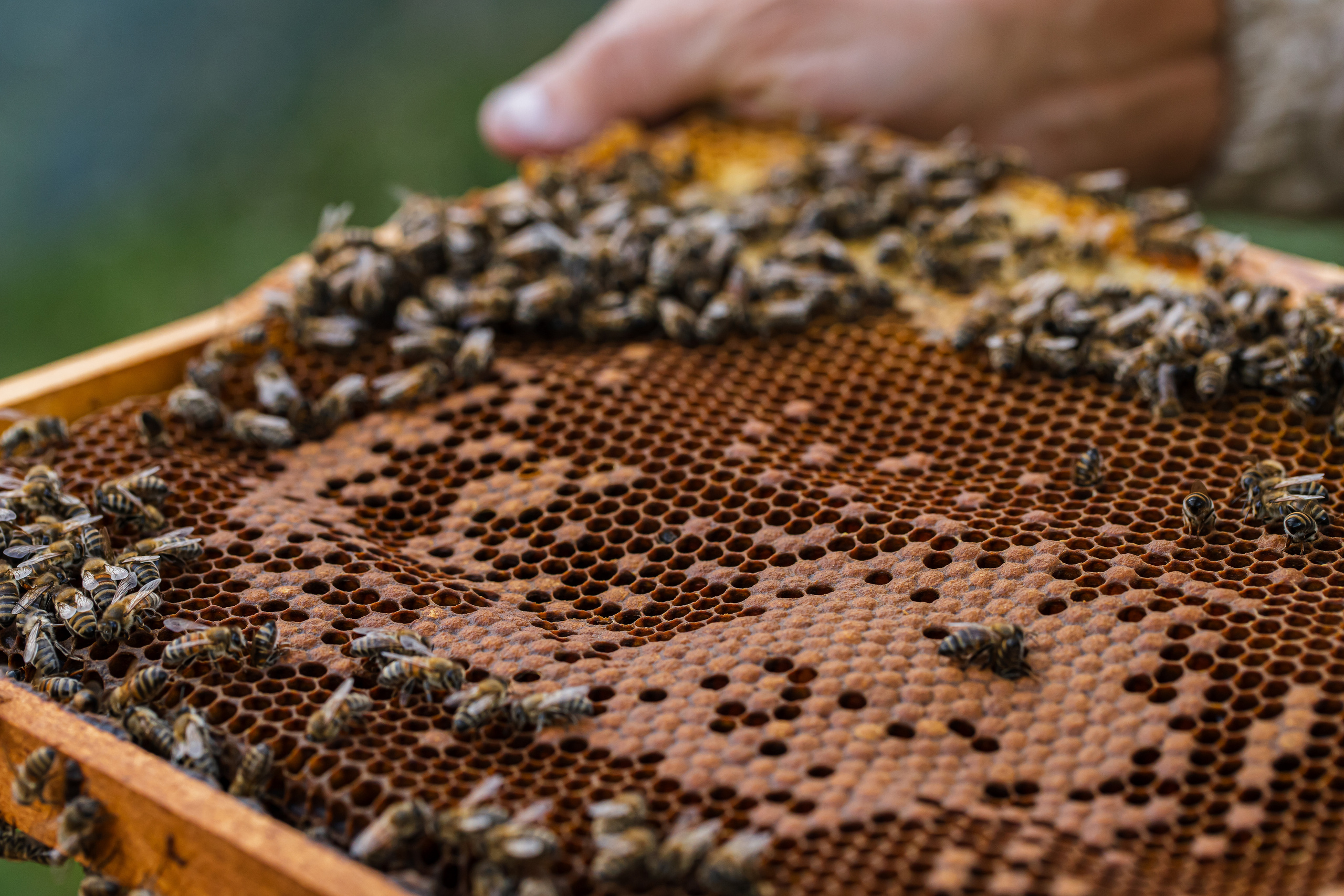 Miere „HoneyTiger”. Fotograf și Videograf | Chișinău, Moldova