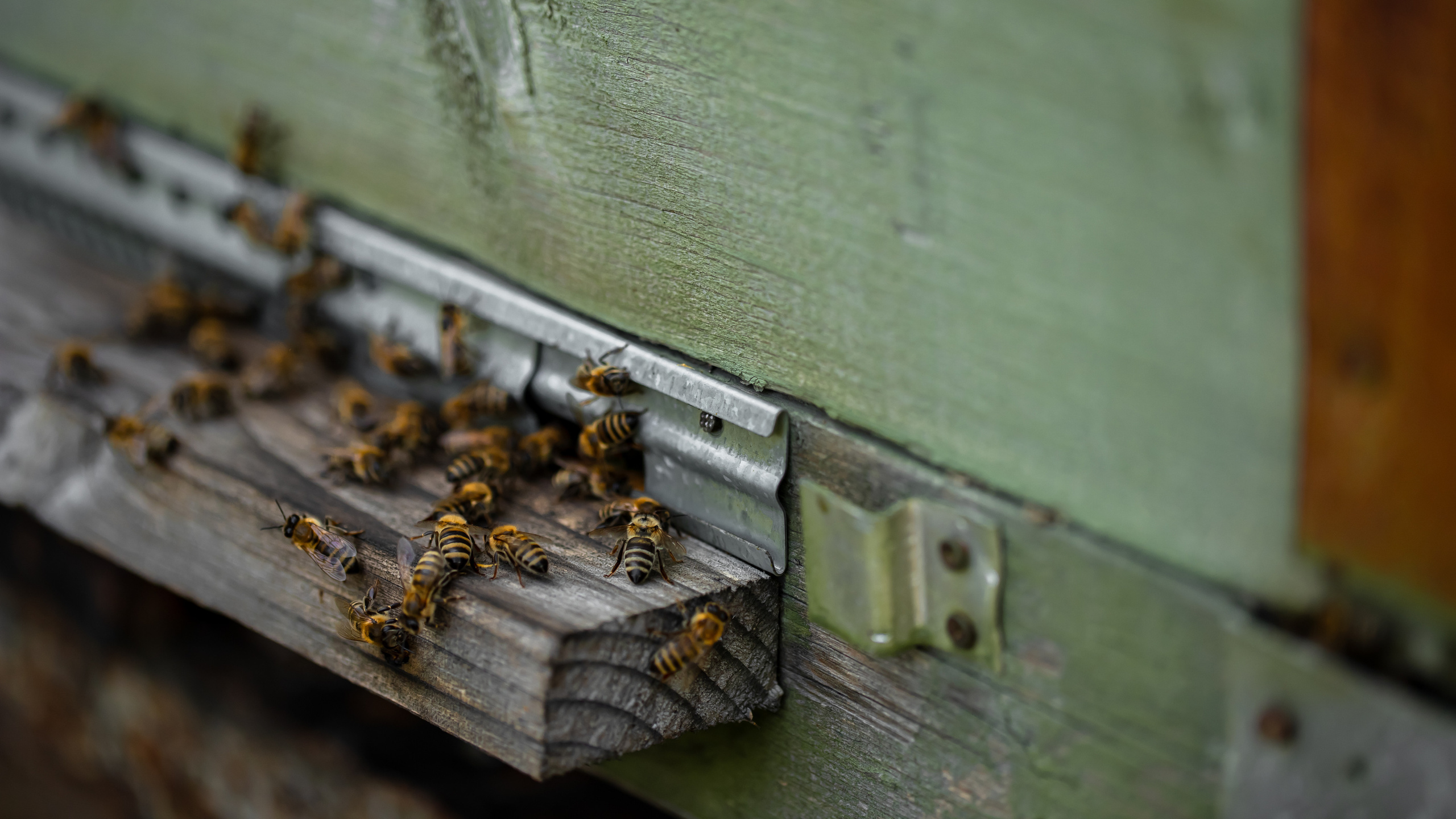 Miere „HoneyTiger”. Fotograf și Videograf | Chișinău, Moldova
