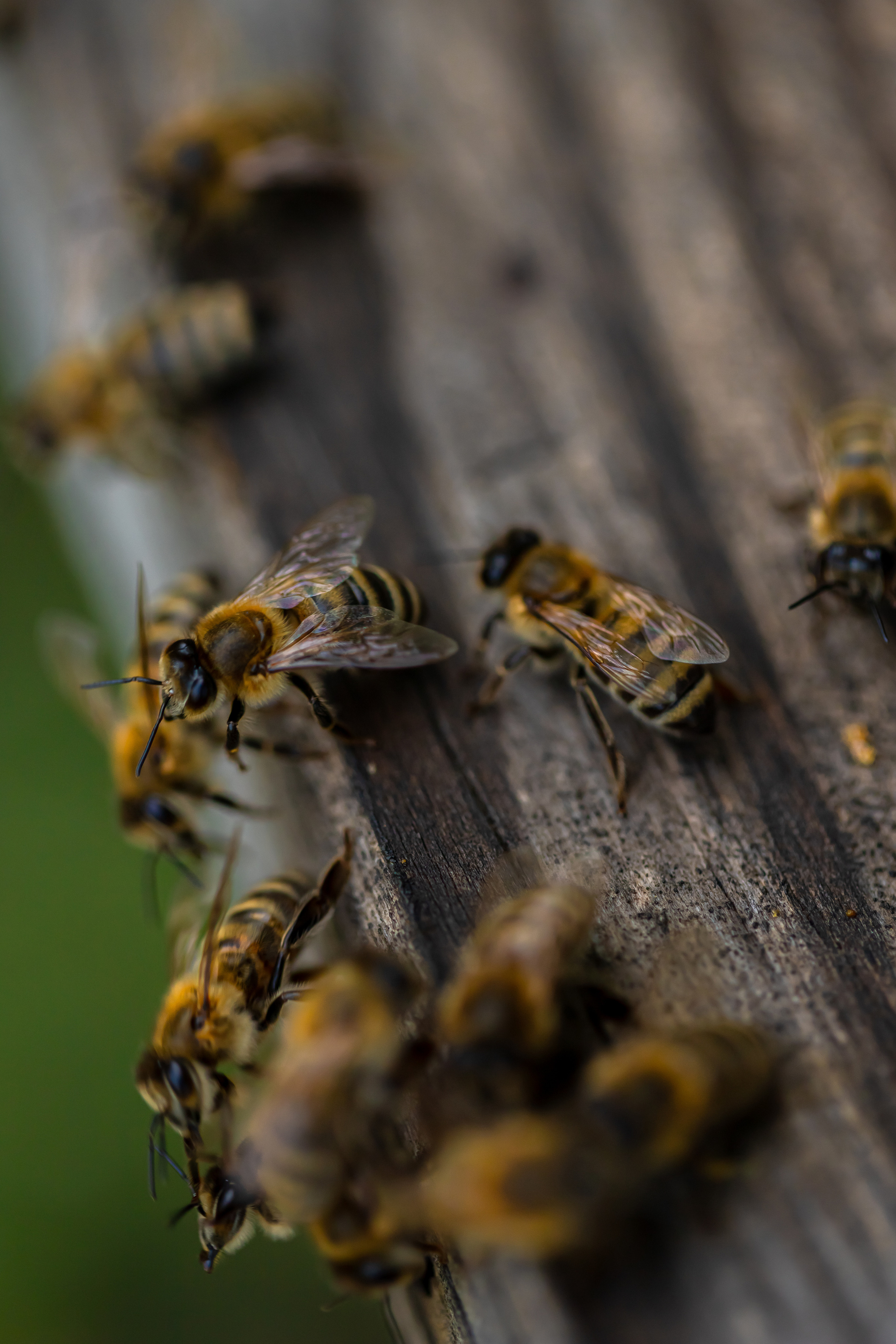 Miere „HoneyTiger”. Fotograf și Videograf | Chișinău, Moldova