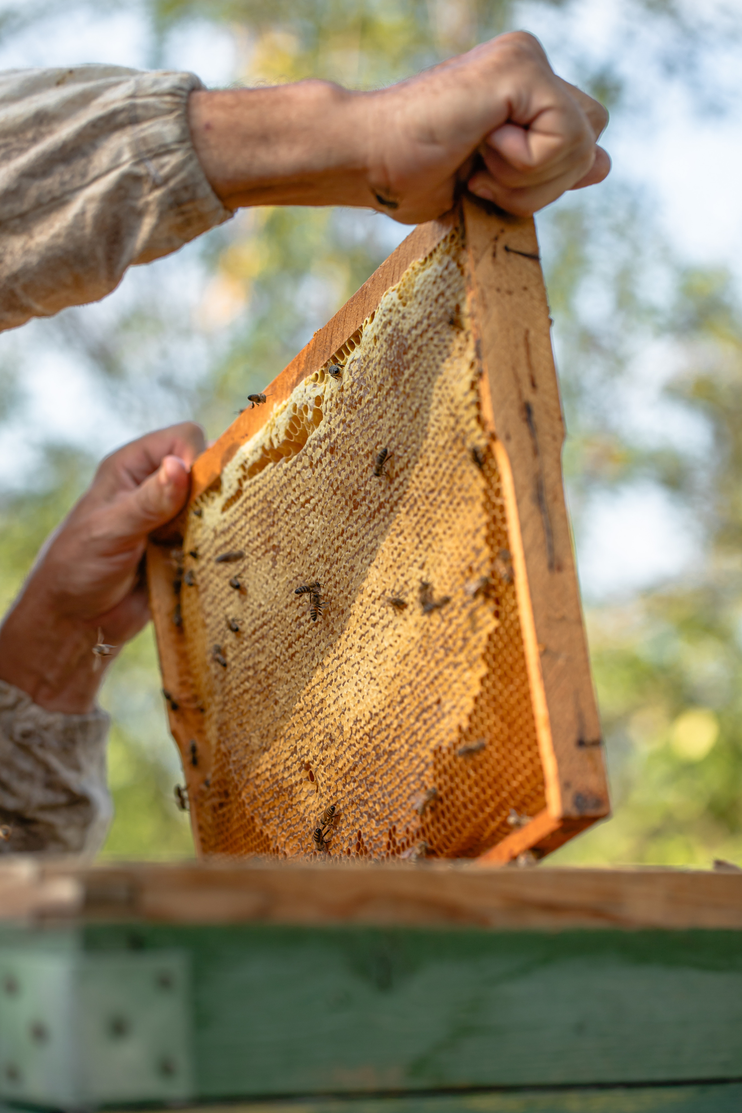 Miere „HoneyTiger”. Fotograf și Videograf | Chișinău, Moldova