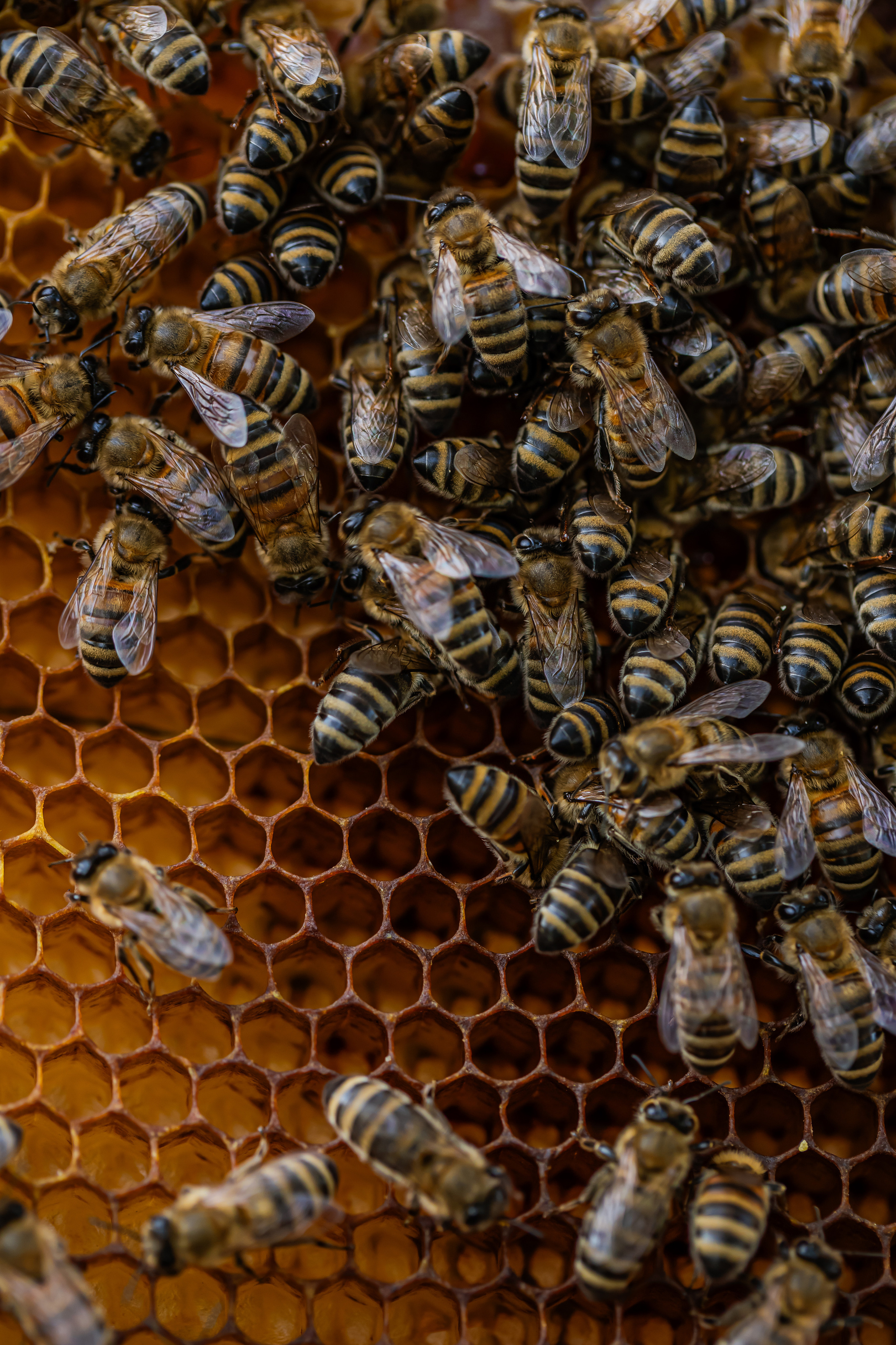 Miere „HoneyTiger”. Fotograf și Videograf | Chișinău, Moldova