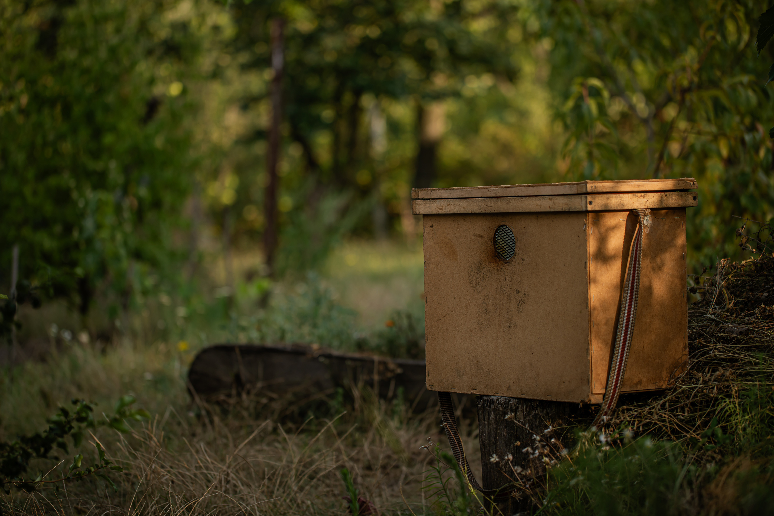 Miere „HoneyTiger”. Fotograf și Videograf | Chișinău, Moldova
