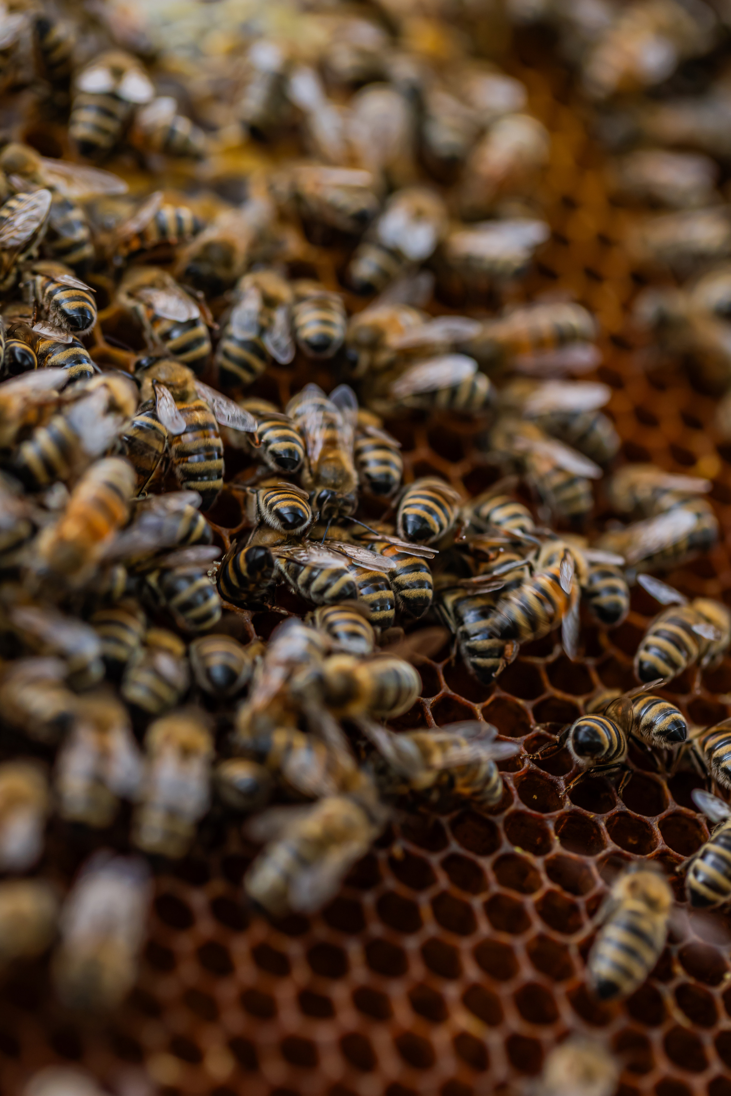 Miere „HoneyTiger”. Fotograf și Videograf | Chișinău, Moldova