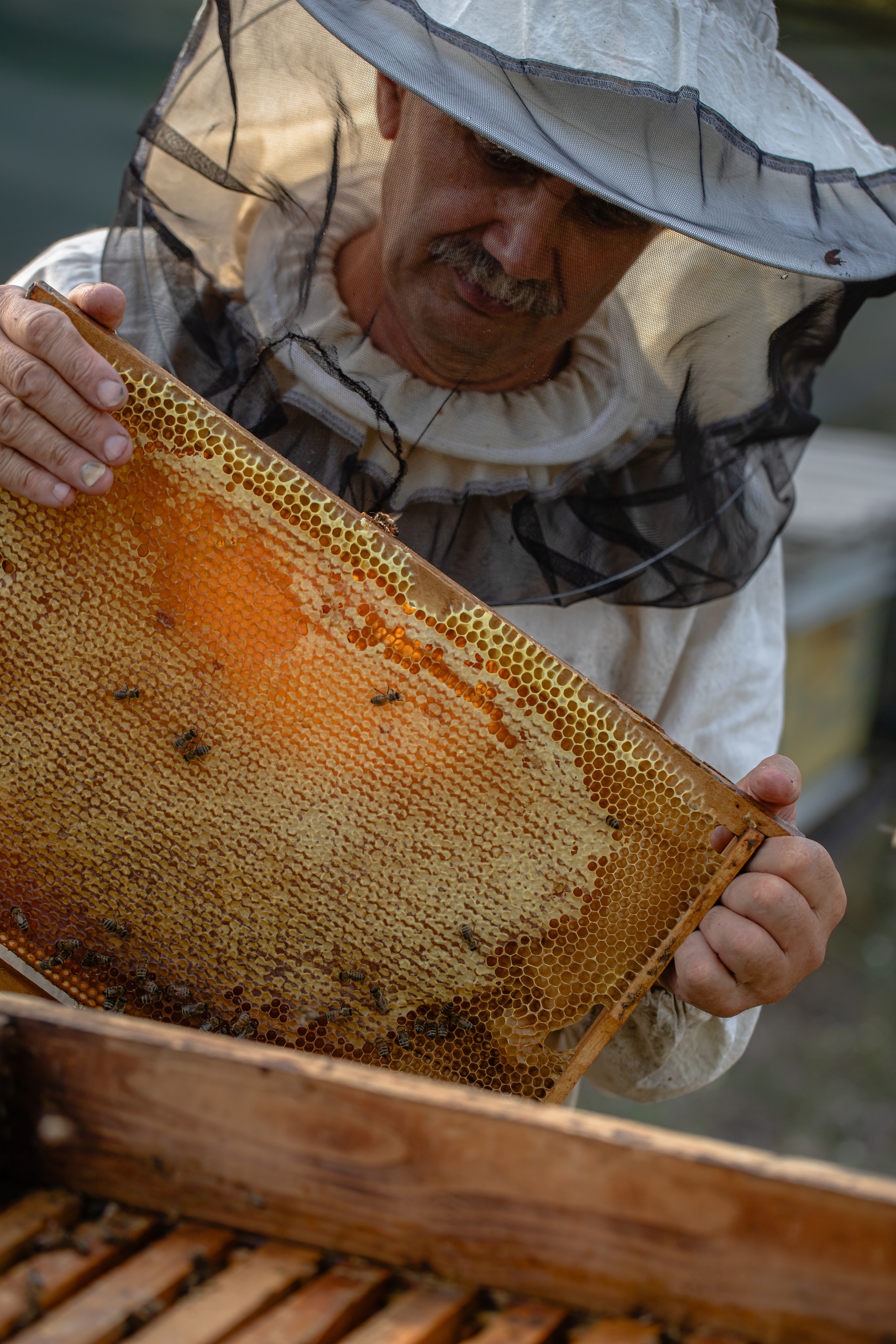 Miere „HoneyTiger”. Fotograf și Videograf | Chișinău, Moldova