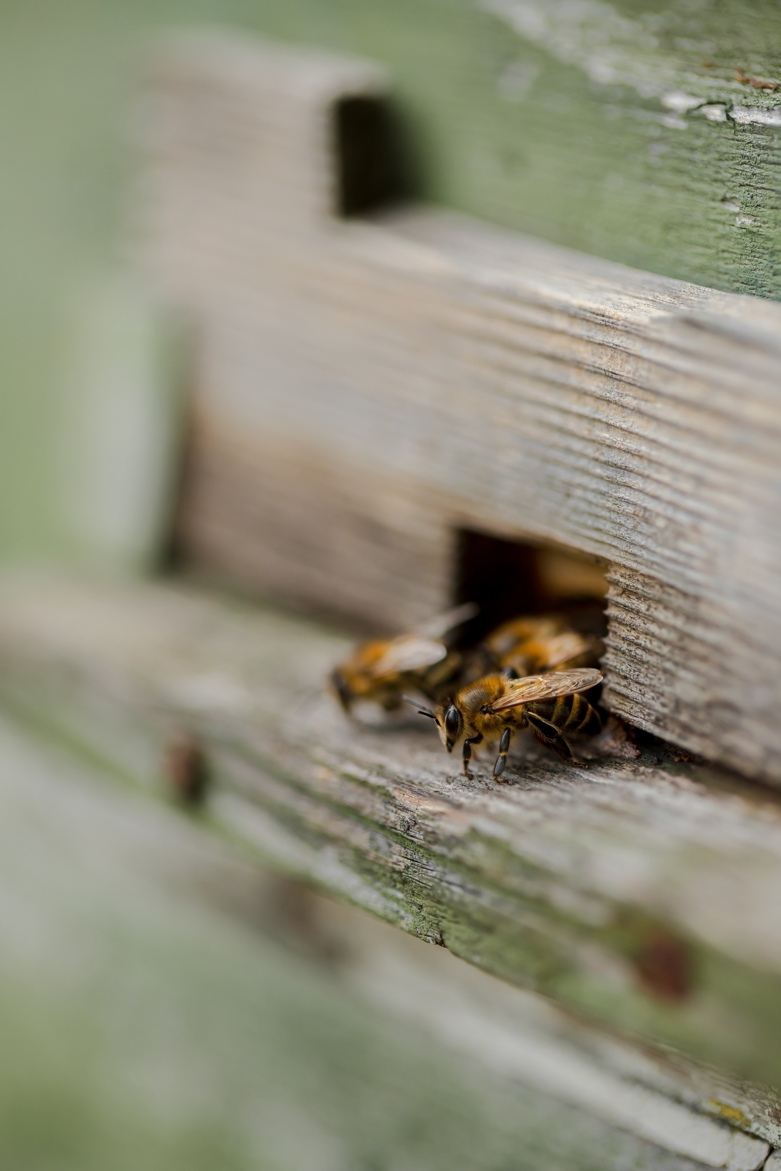 Miere „HoneyTiger”. Fotograf și Videograf | Chișinău, Moldova