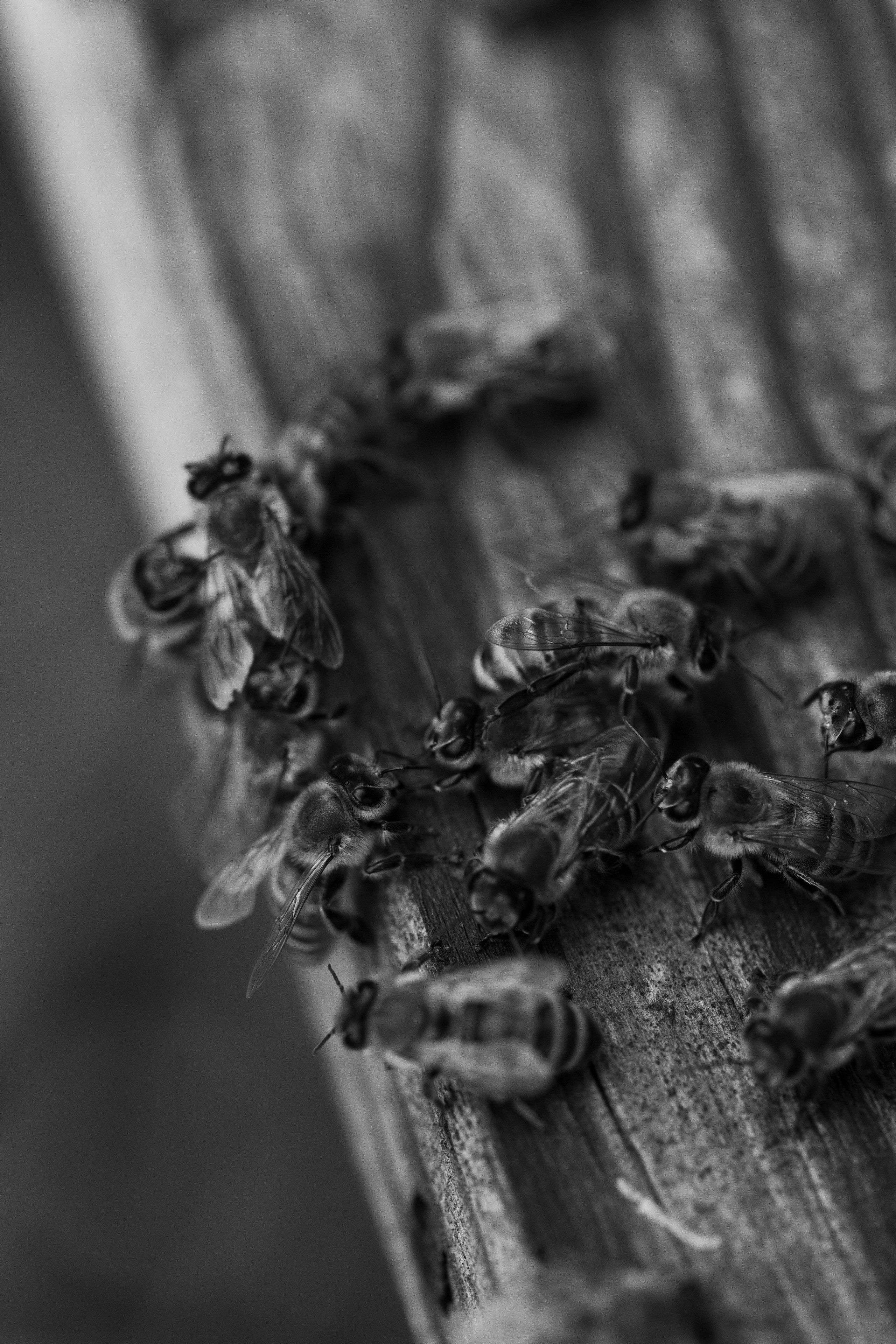 Miere „HoneyTiger”. Fotograf și Videograf | Chișinău, Moldova