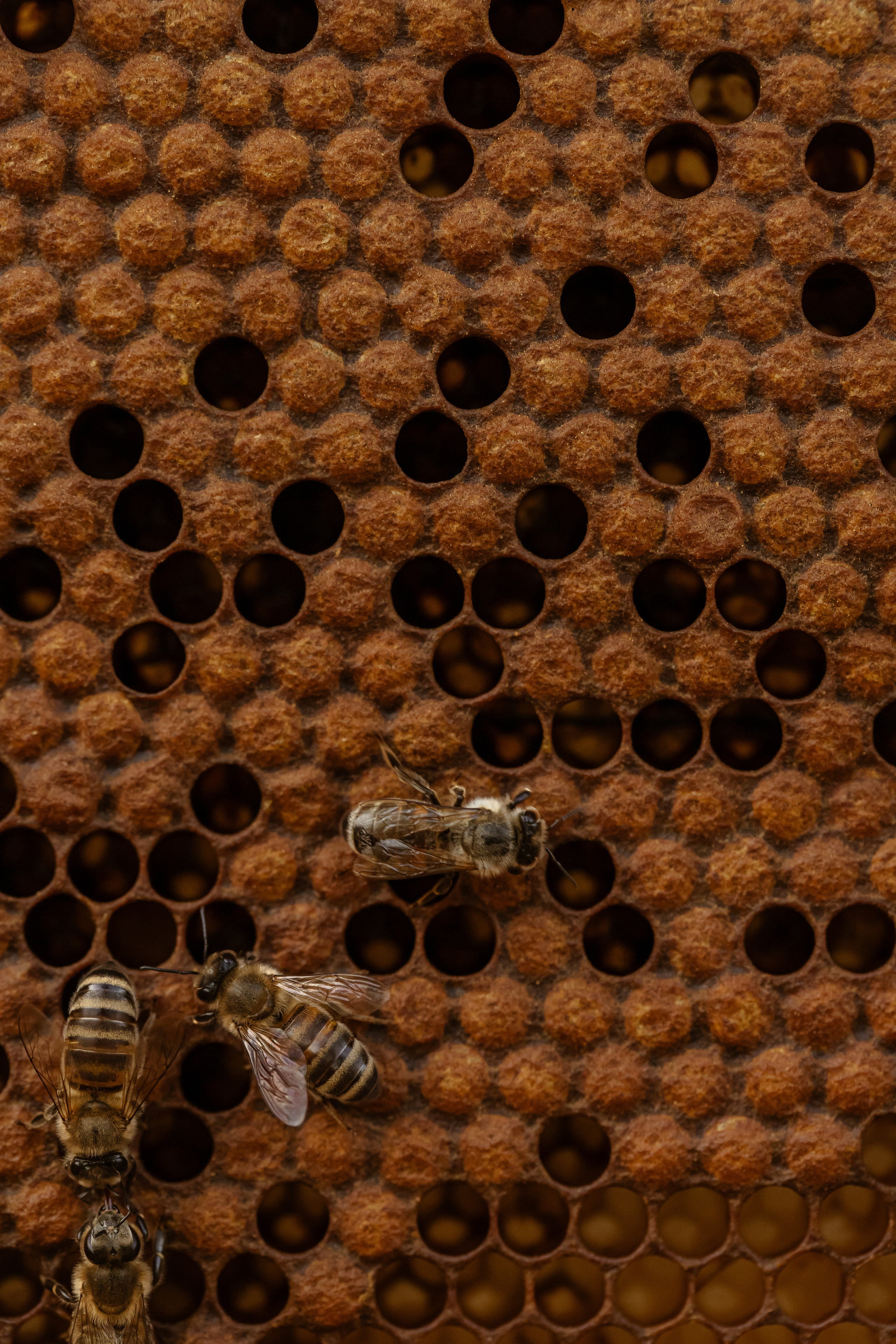 Miere „HoneyTiger”. Fotograf și Videograf | Chișinău, Moldova