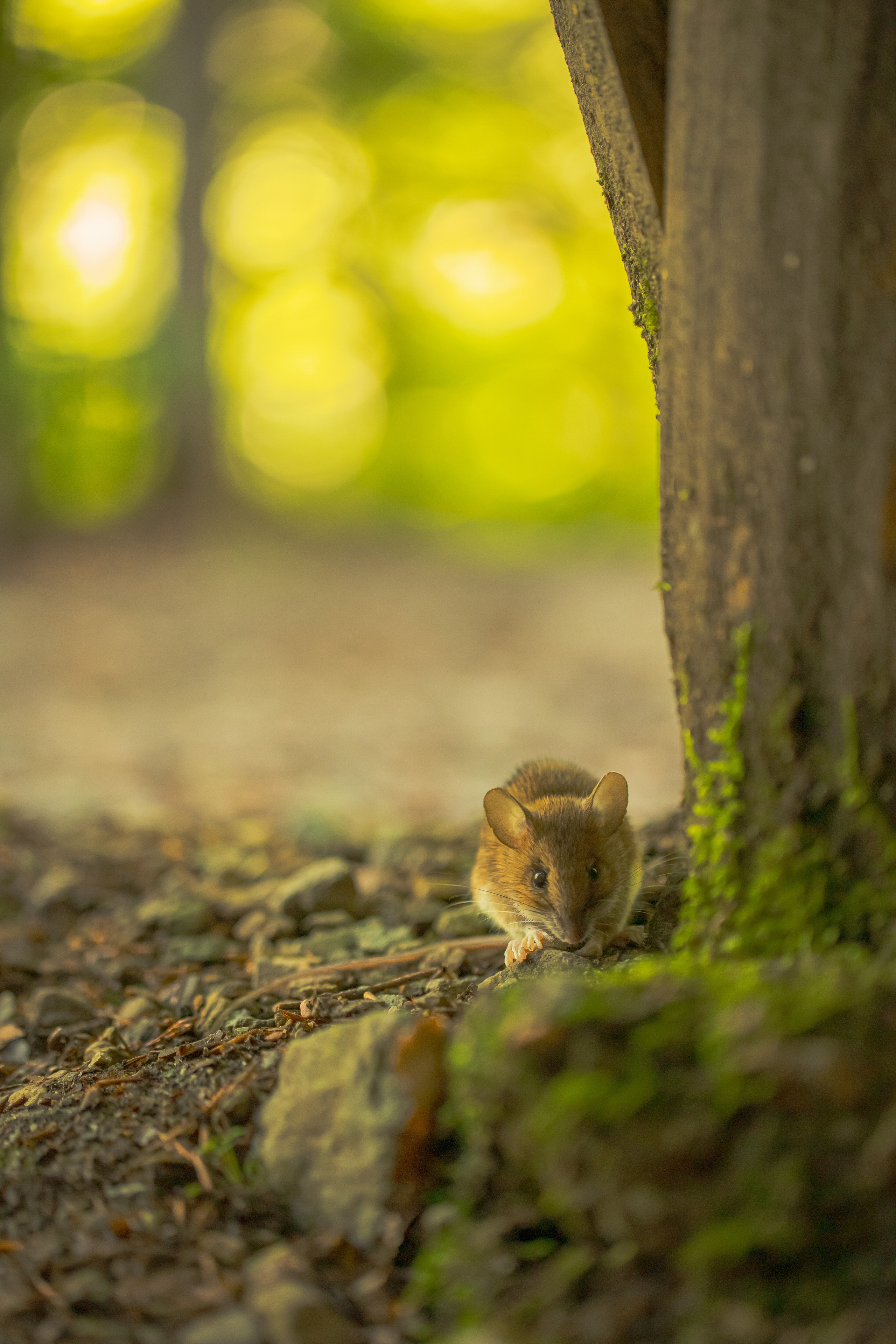 Around the World. Photographer and Videographer | Chisinau, Moldova