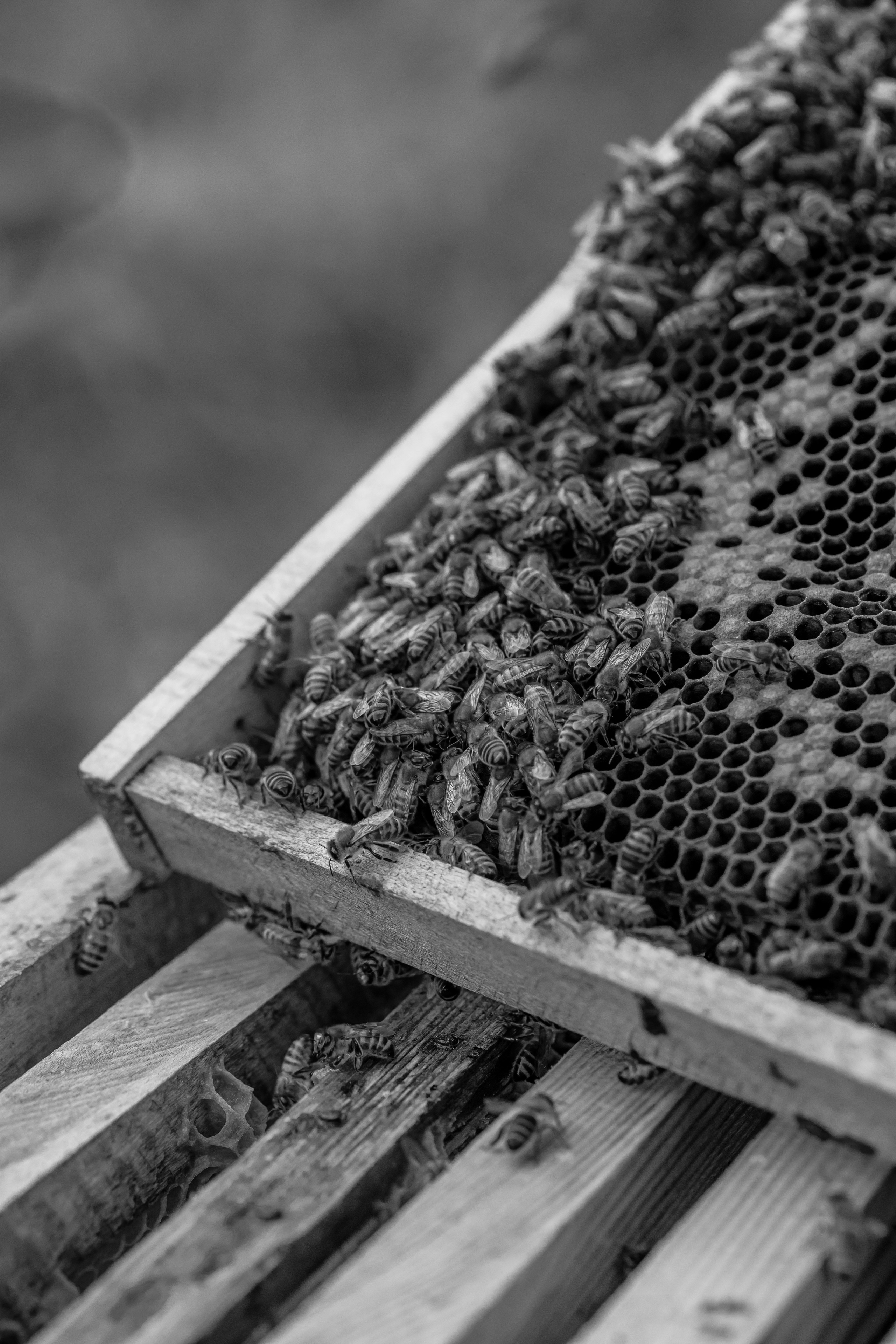 Miere „HoneyTiger”. Fotograf și Videograf | Chișinău, Moldova
