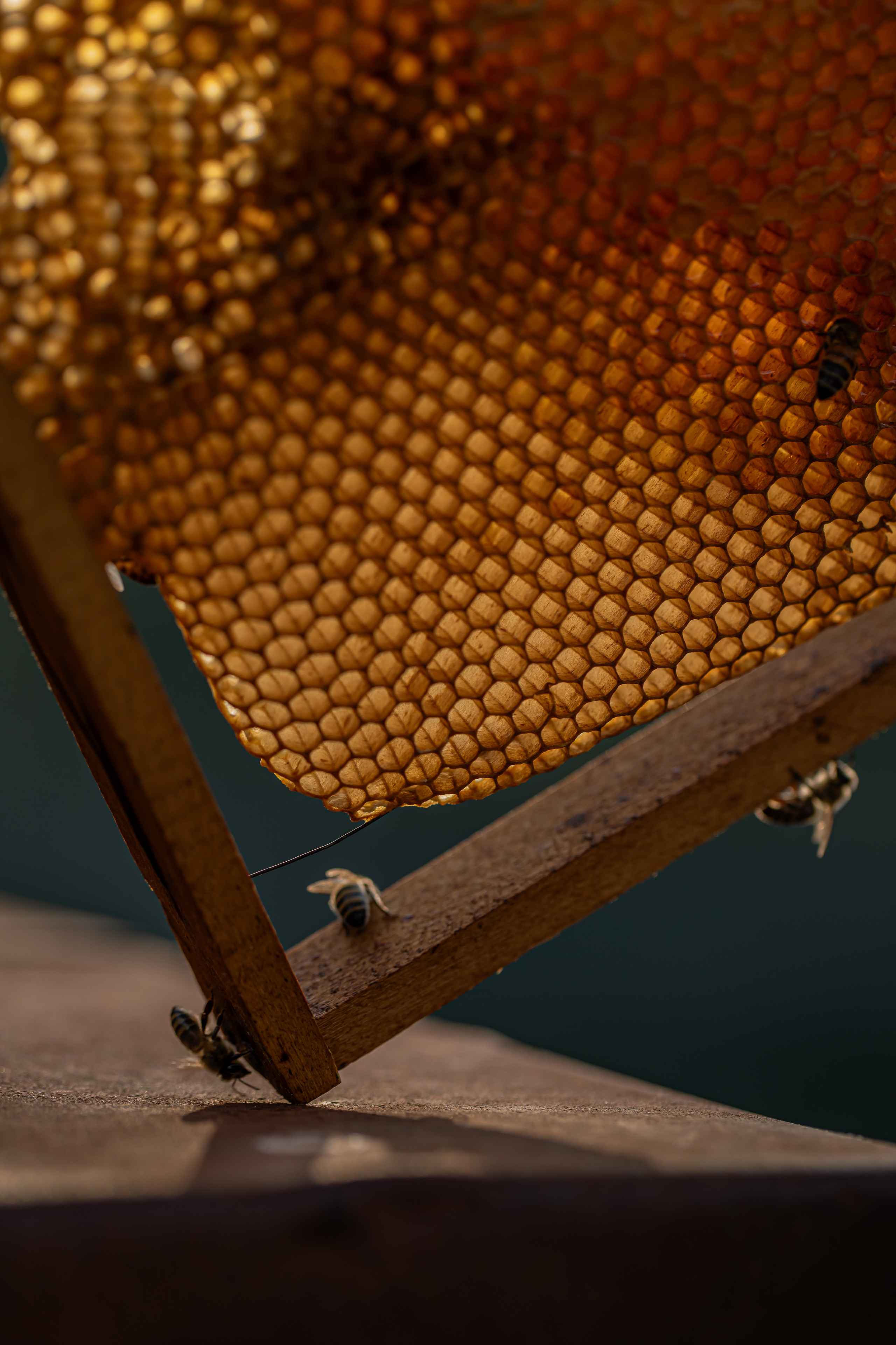 Miere „HoneyTiger”. Fotograf și Videograf | Chișinău, Moldova