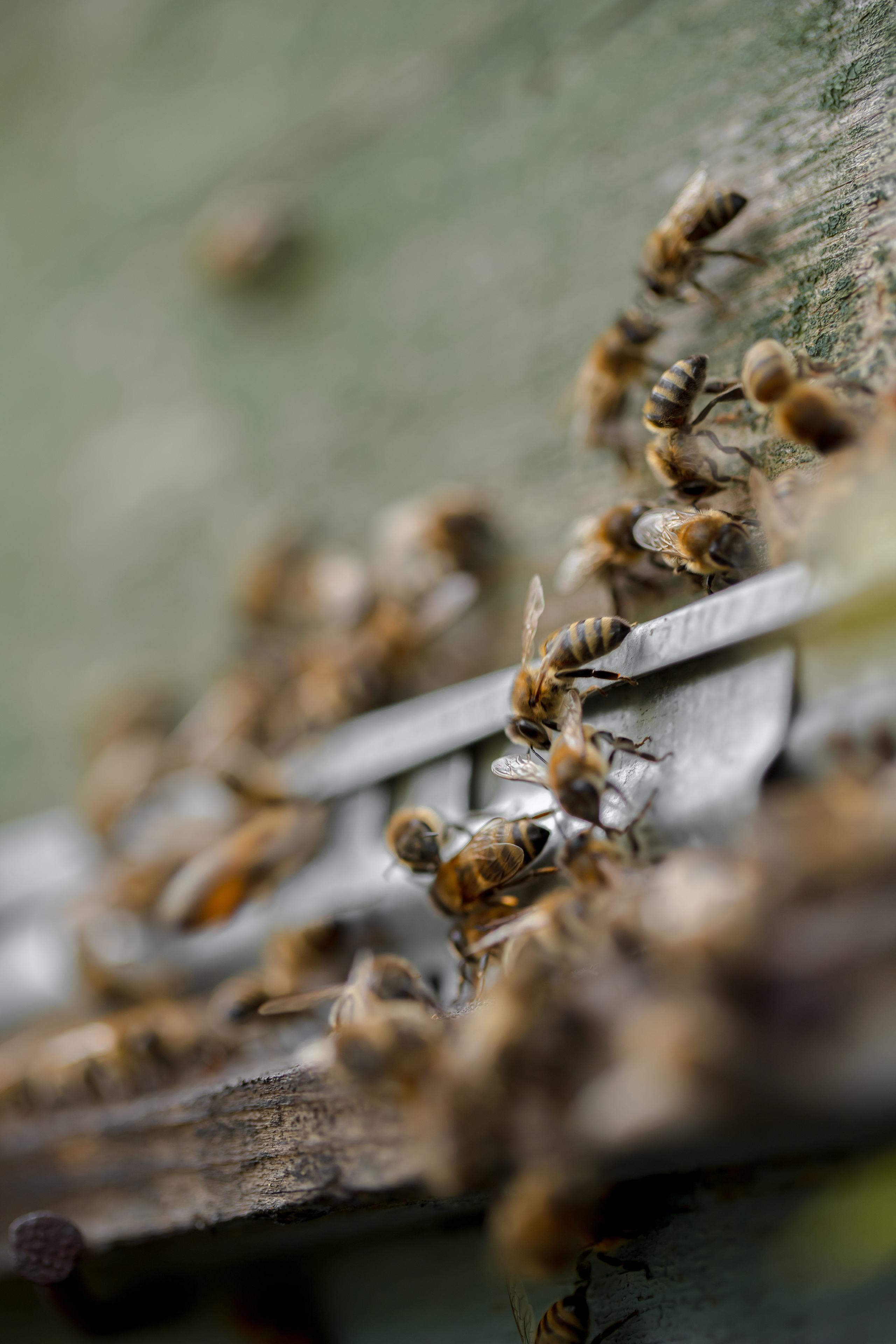 Miere „HoneyTiger”. Fotograf și Videograf | Chișinău, Moldova
