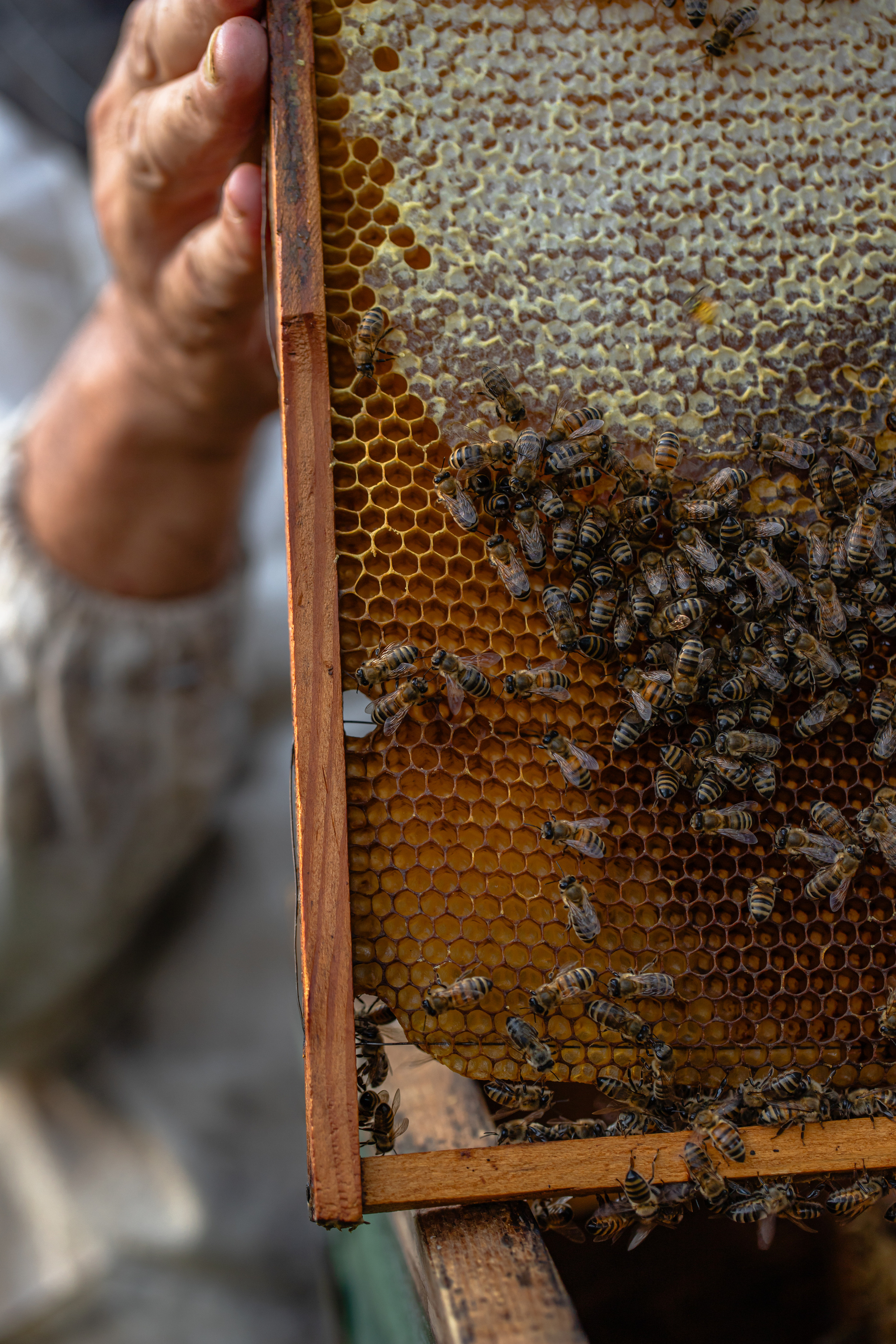 Miere „HoneyTiger”. Fotograf și Videograf | Chișinău, Moldova