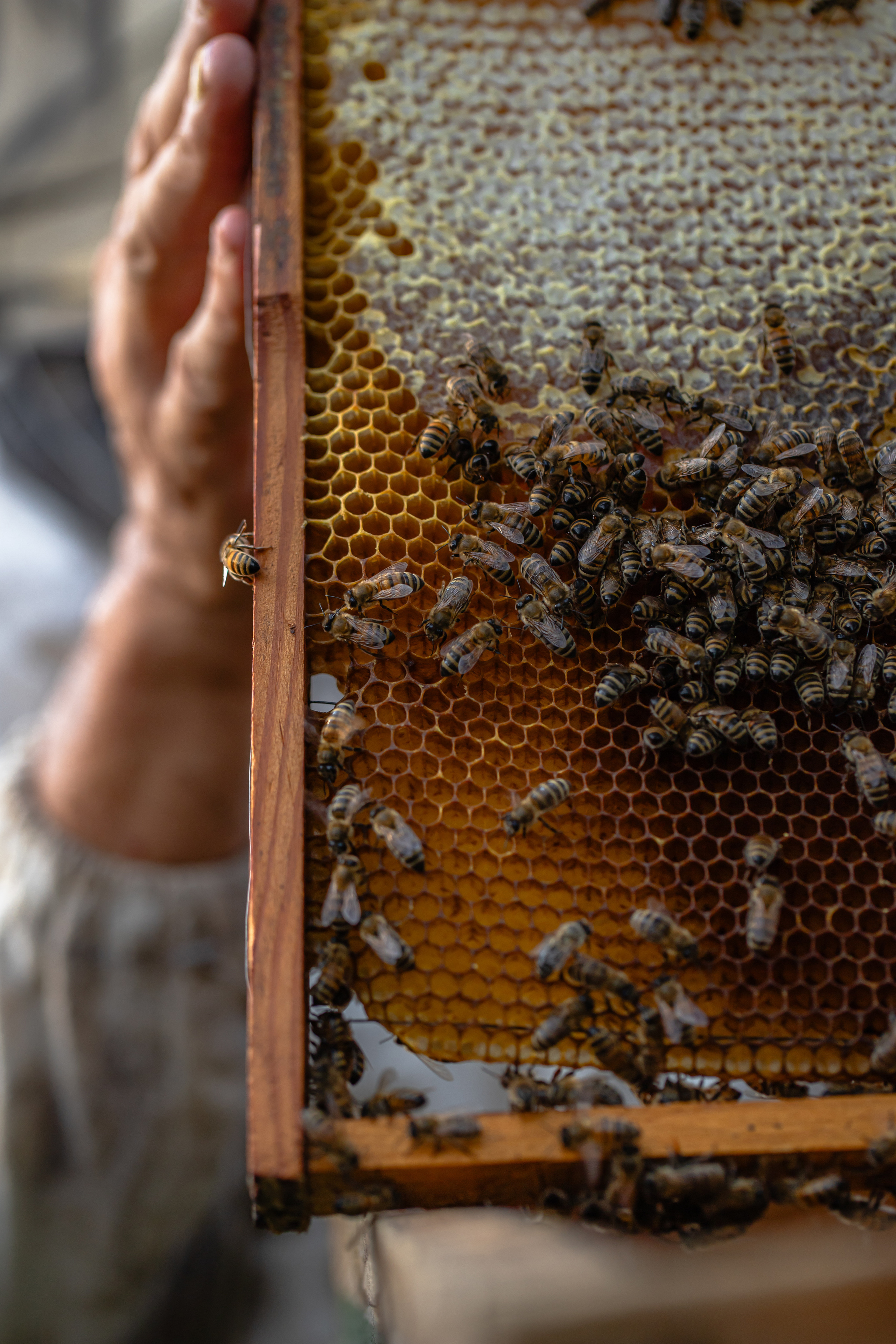 Miere „HoneyTiger”. Fotograf și Videograf | Chișinău, Moldova