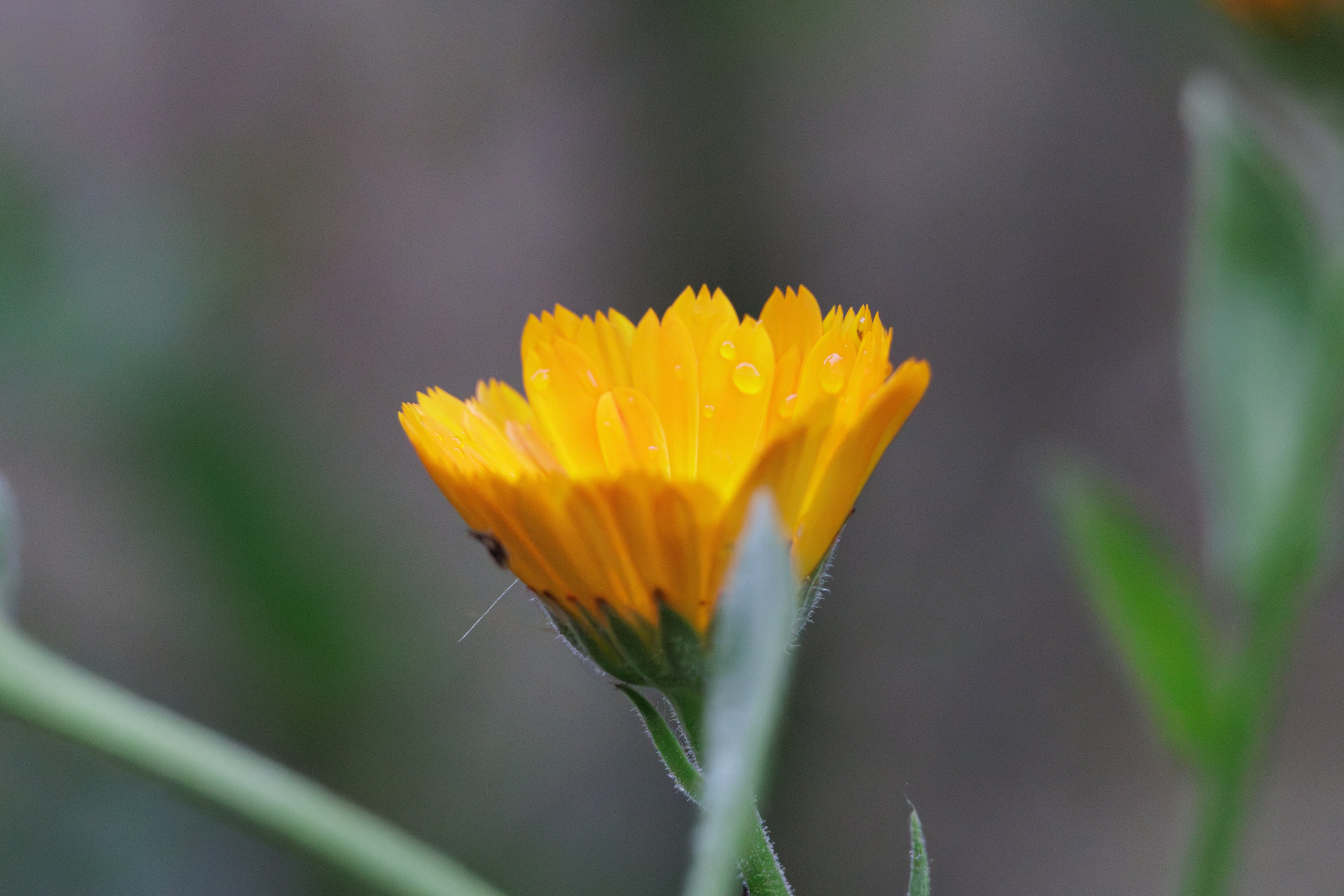 ბუნება. FramefreeMan