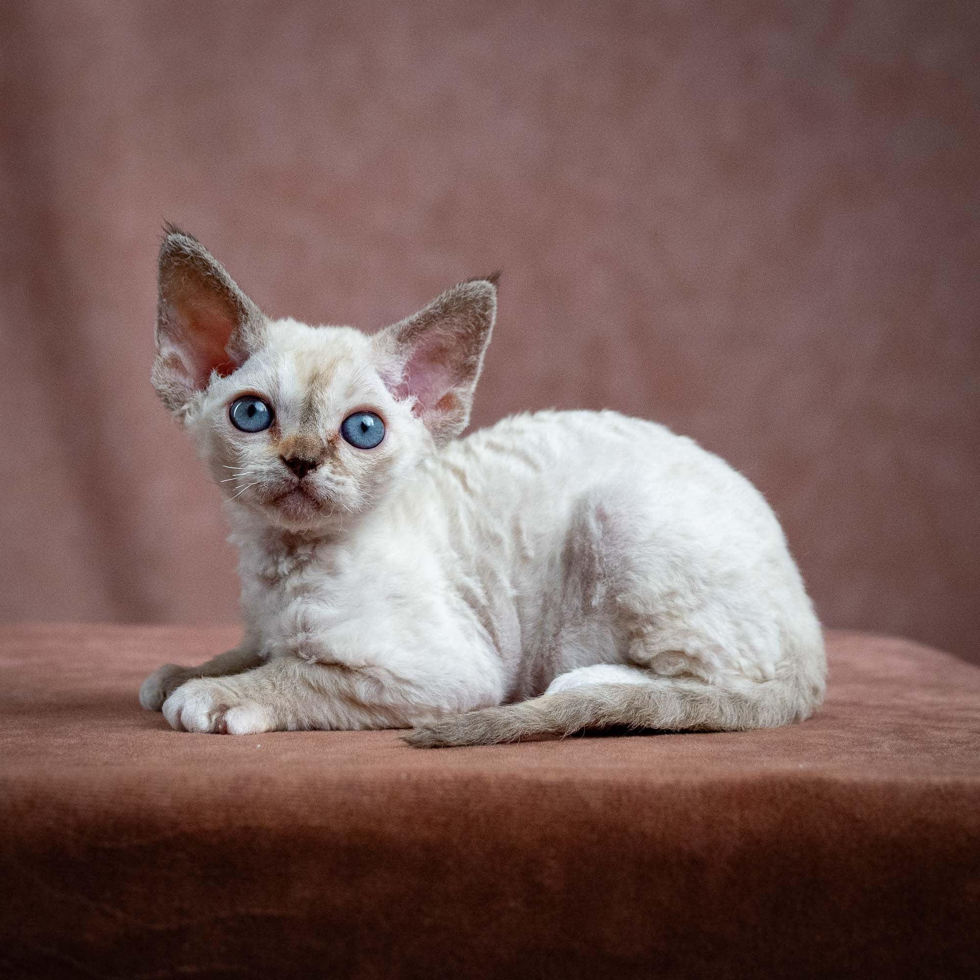 Lily, girl, born 12.20.2025. Devon Rex Pixie Cattery
