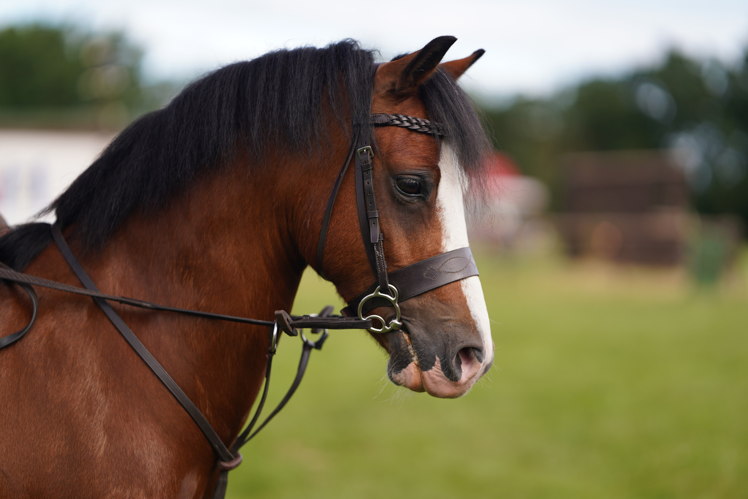 Headshots. Leicestershire Equine Photography by El | Authentic Equine Portraits & Events