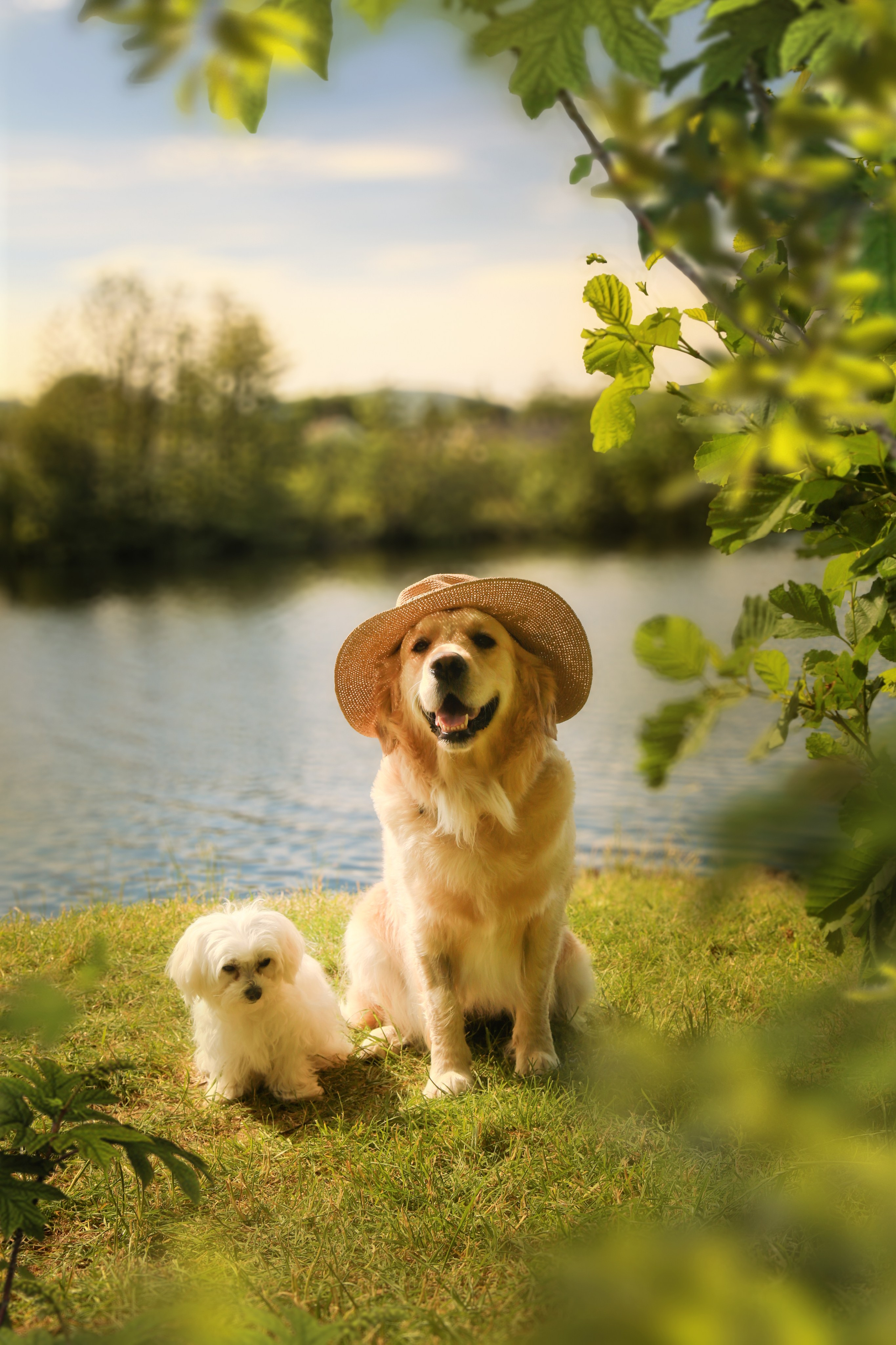 Pets. Communion, Weddings, Maternity, Newborn, Portrait photographer in Ireland
