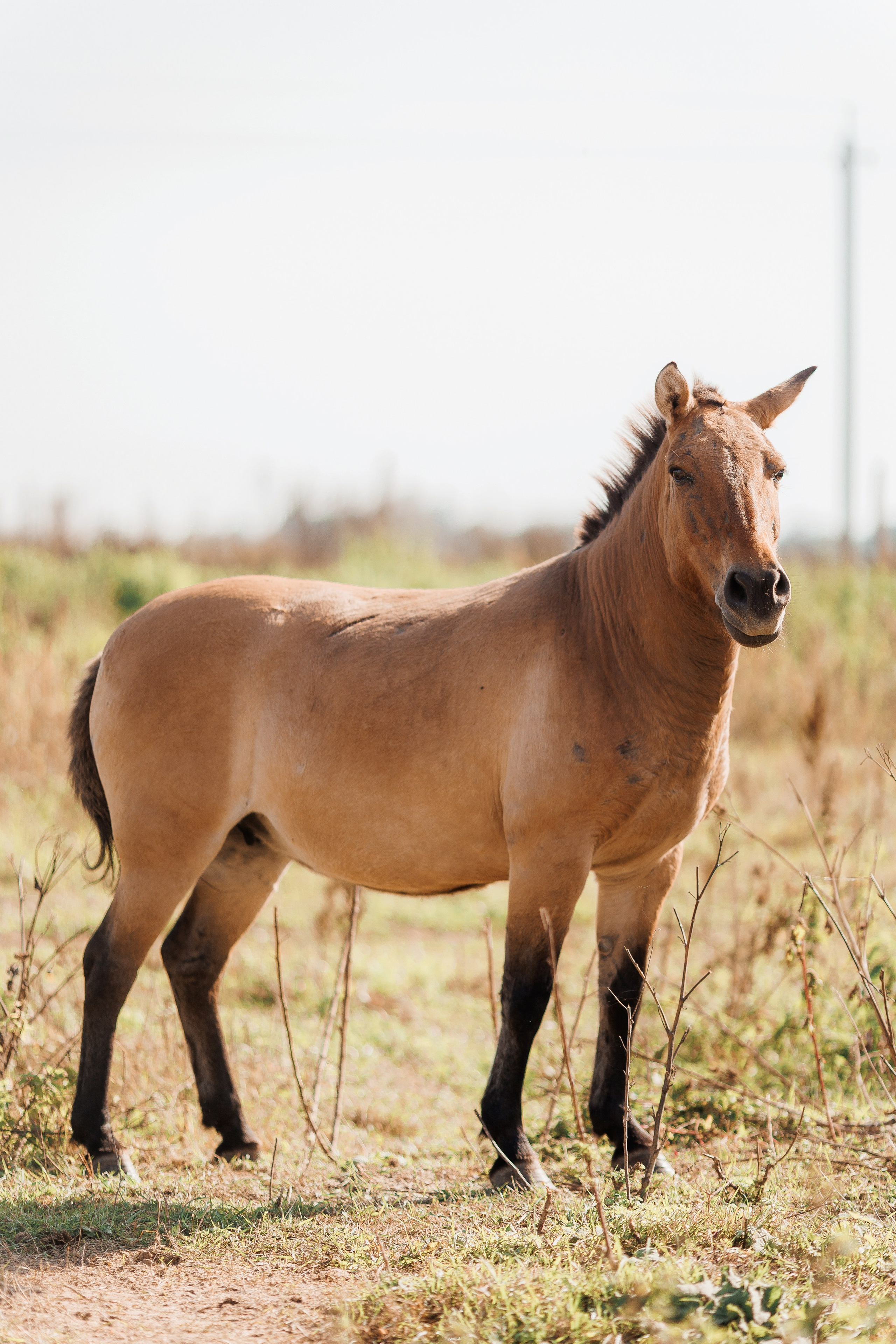 Екопарк Аміла. Ірина Терещук