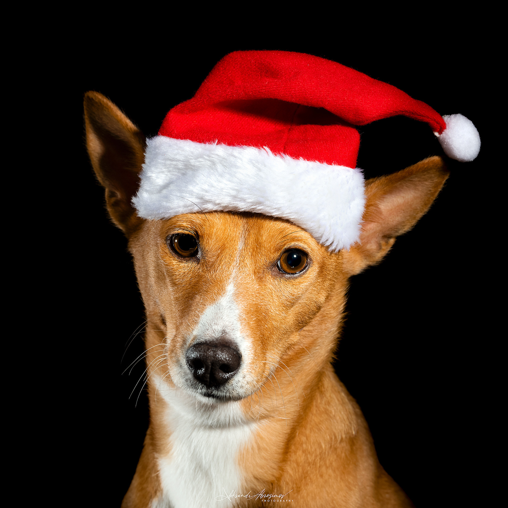 Pets. Домашние питомцы. Aleksandr Abrosimov Photography