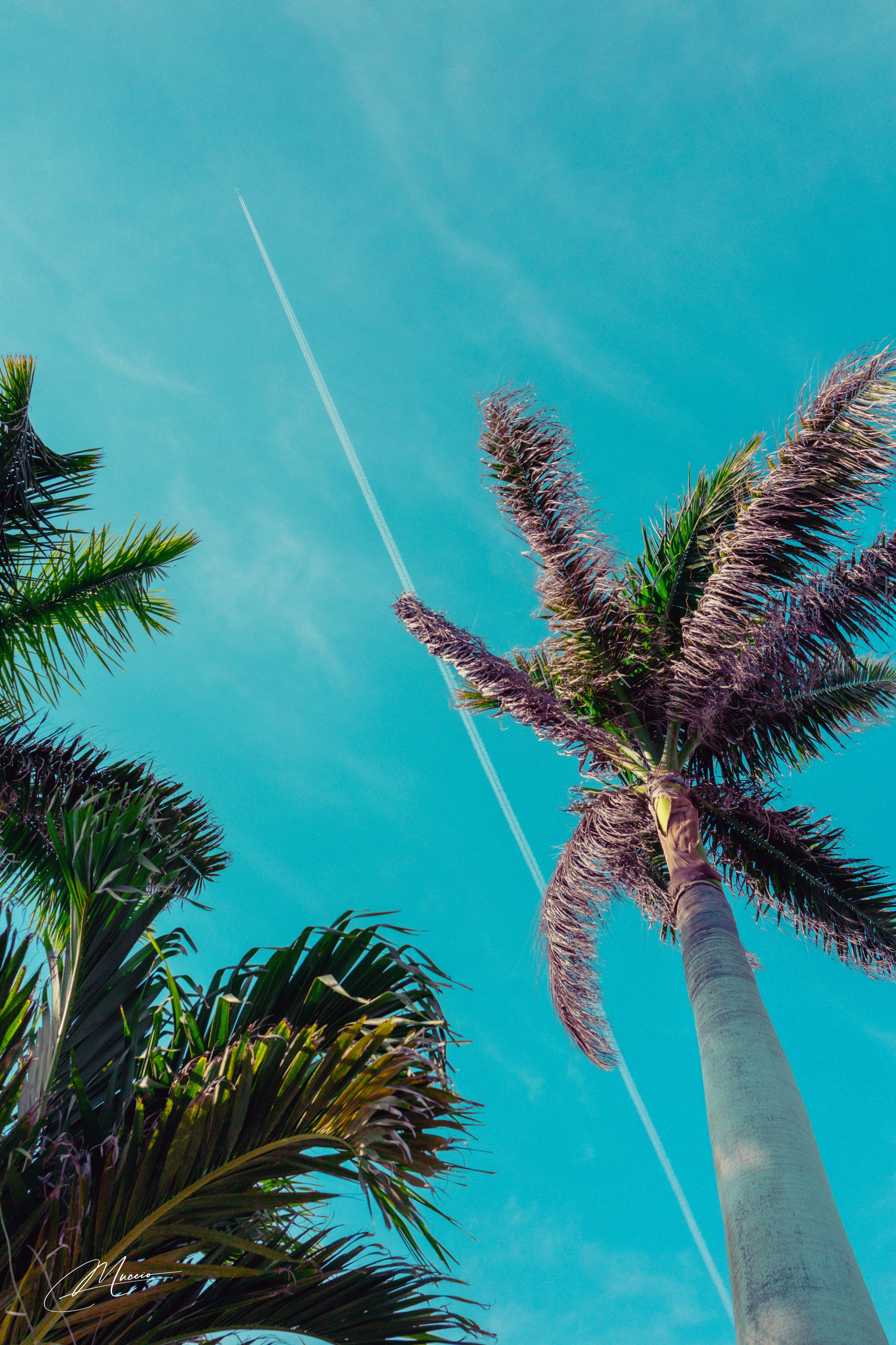 Florida Man — Fort Myers Walkabout. Out and About 239