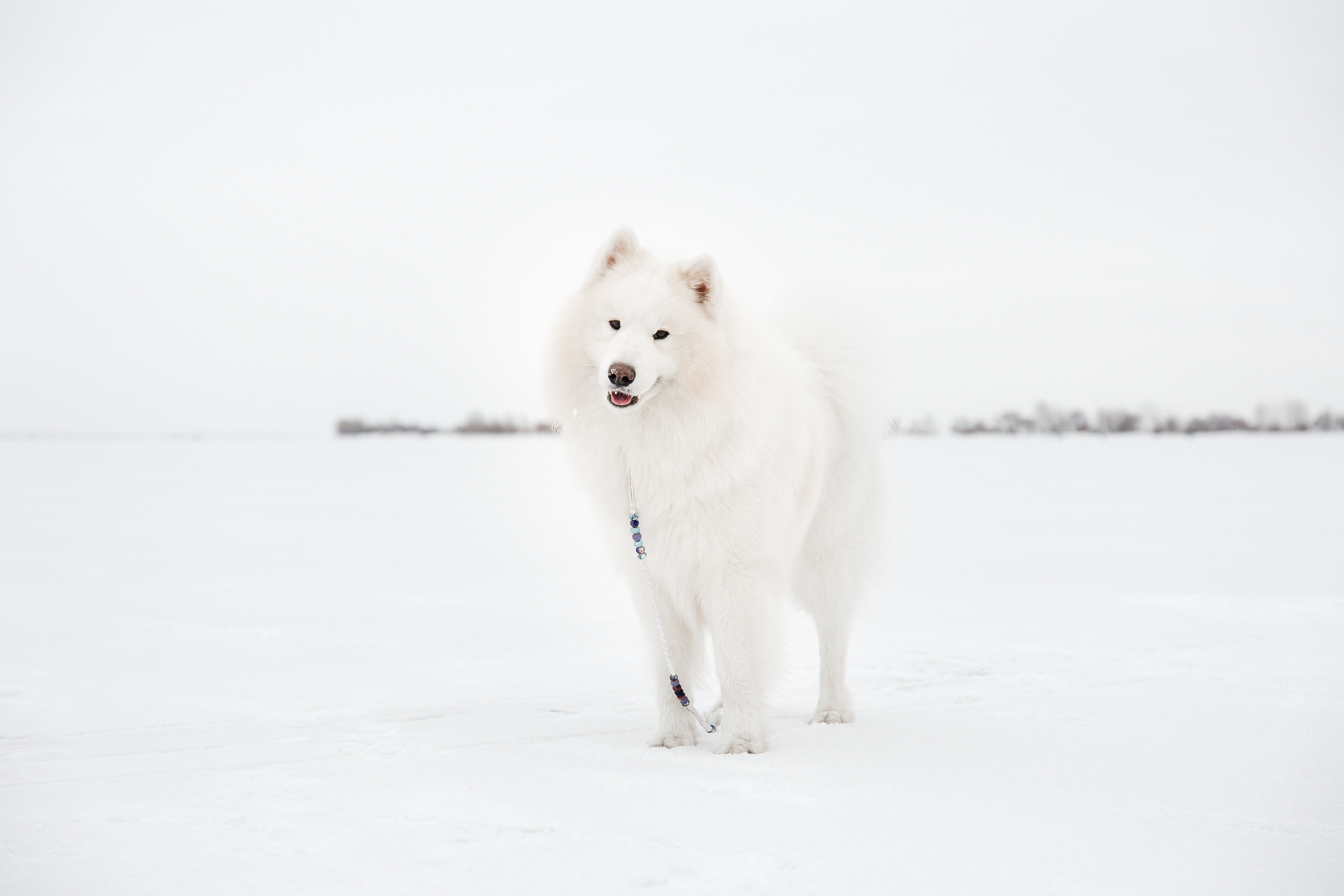 Familienshooting. Svetlana Vidru Fotograf aus Speyer und Germersheim