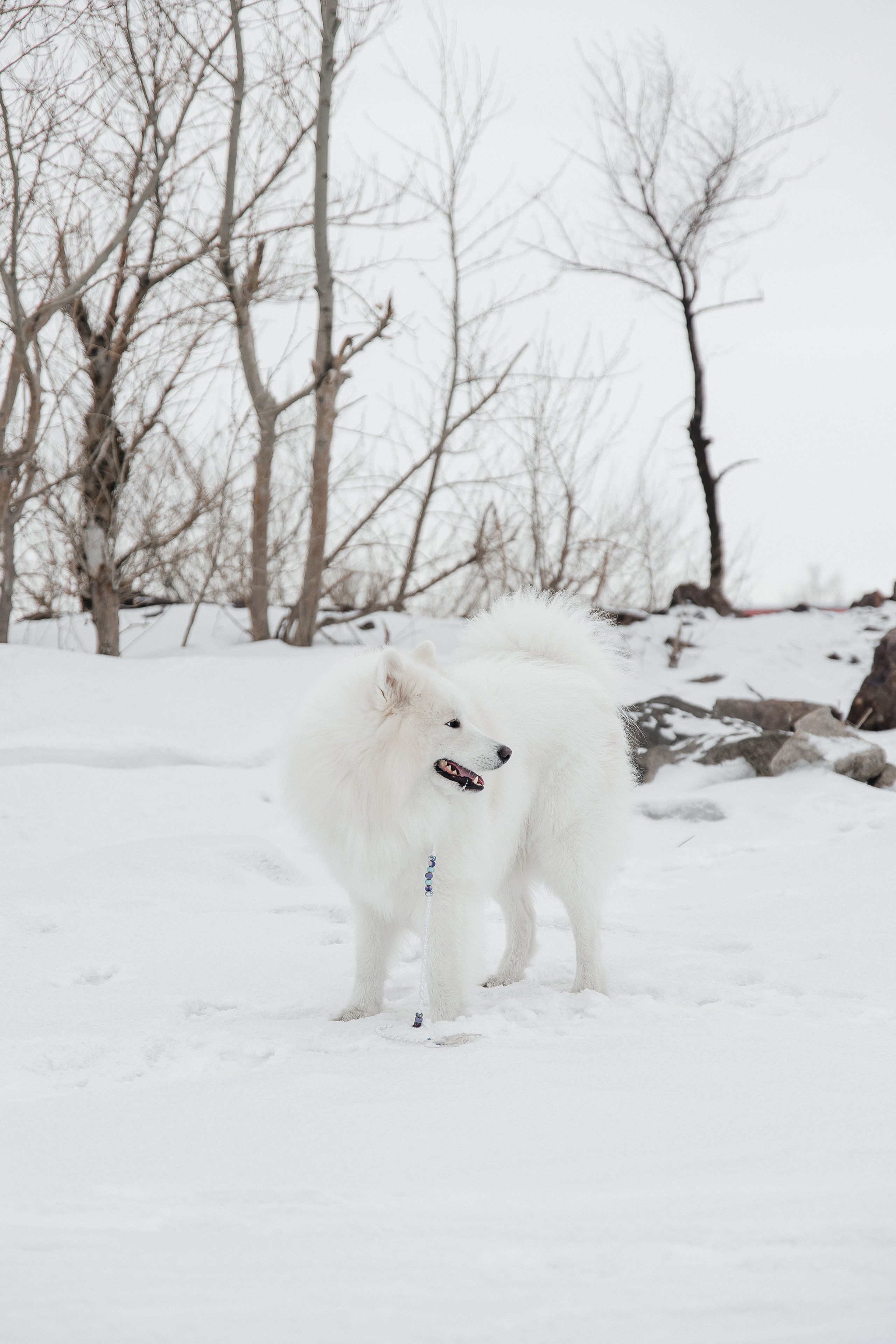 Familienshooting. Svetlana Vidru Fotograf aus Speyer und Germersheim