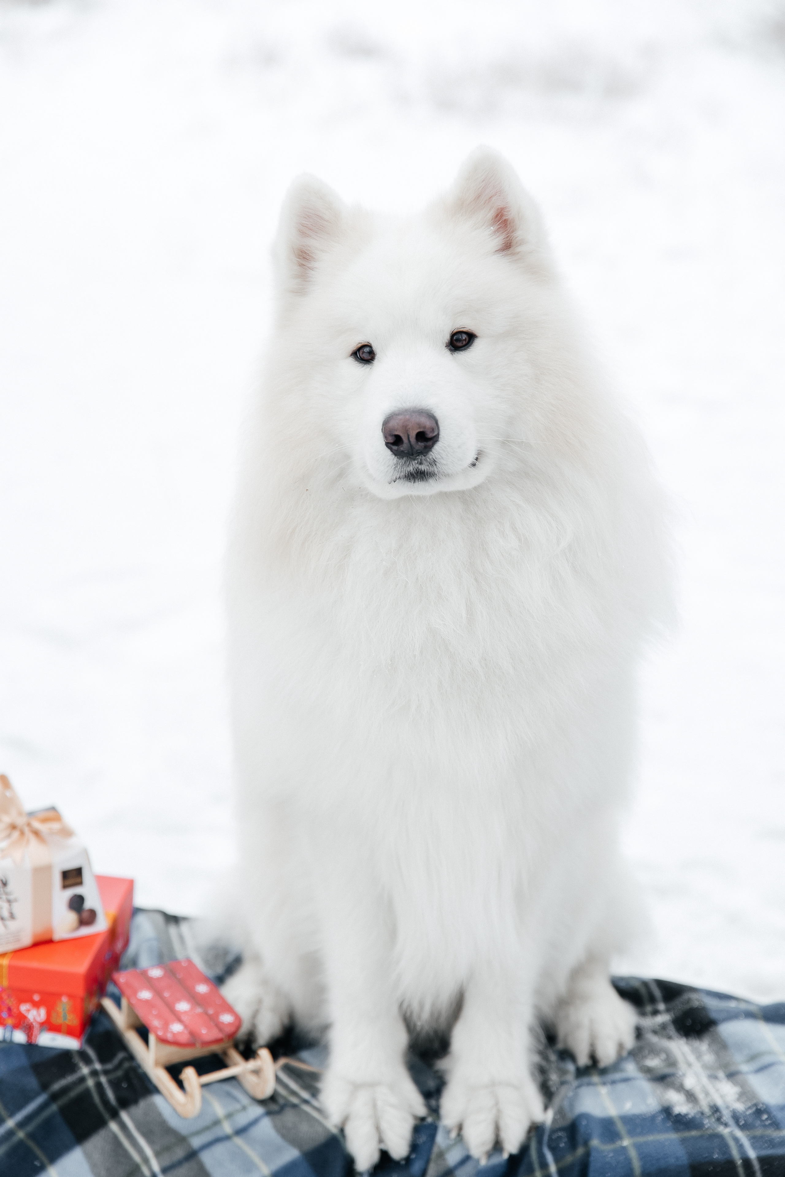 Familienshooting. Svetlana Vidru Fotograf aus Speyer und Germersheim