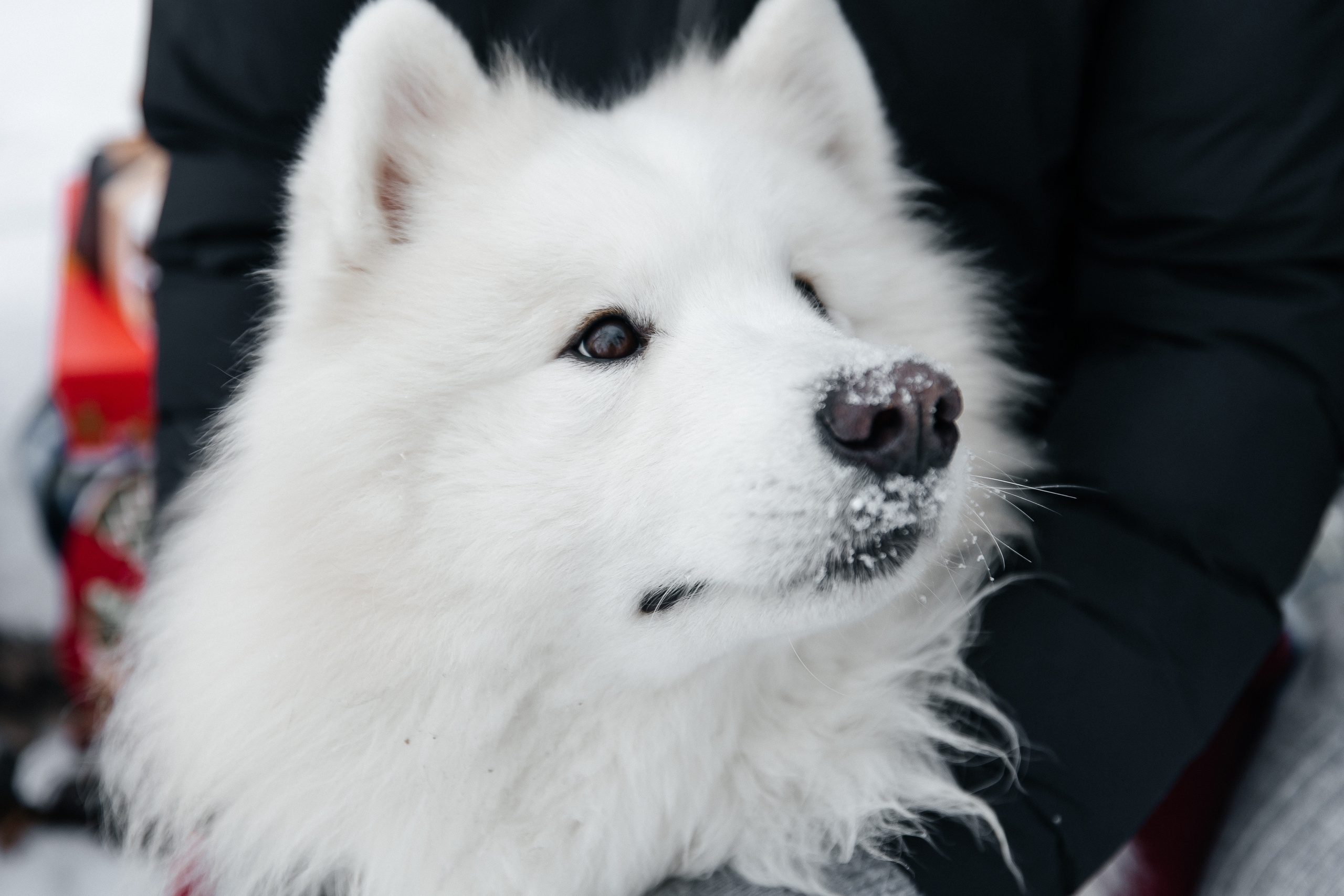 Familienshooting. Svetlana Vidru Fotograf aus Speyer und Germersheim