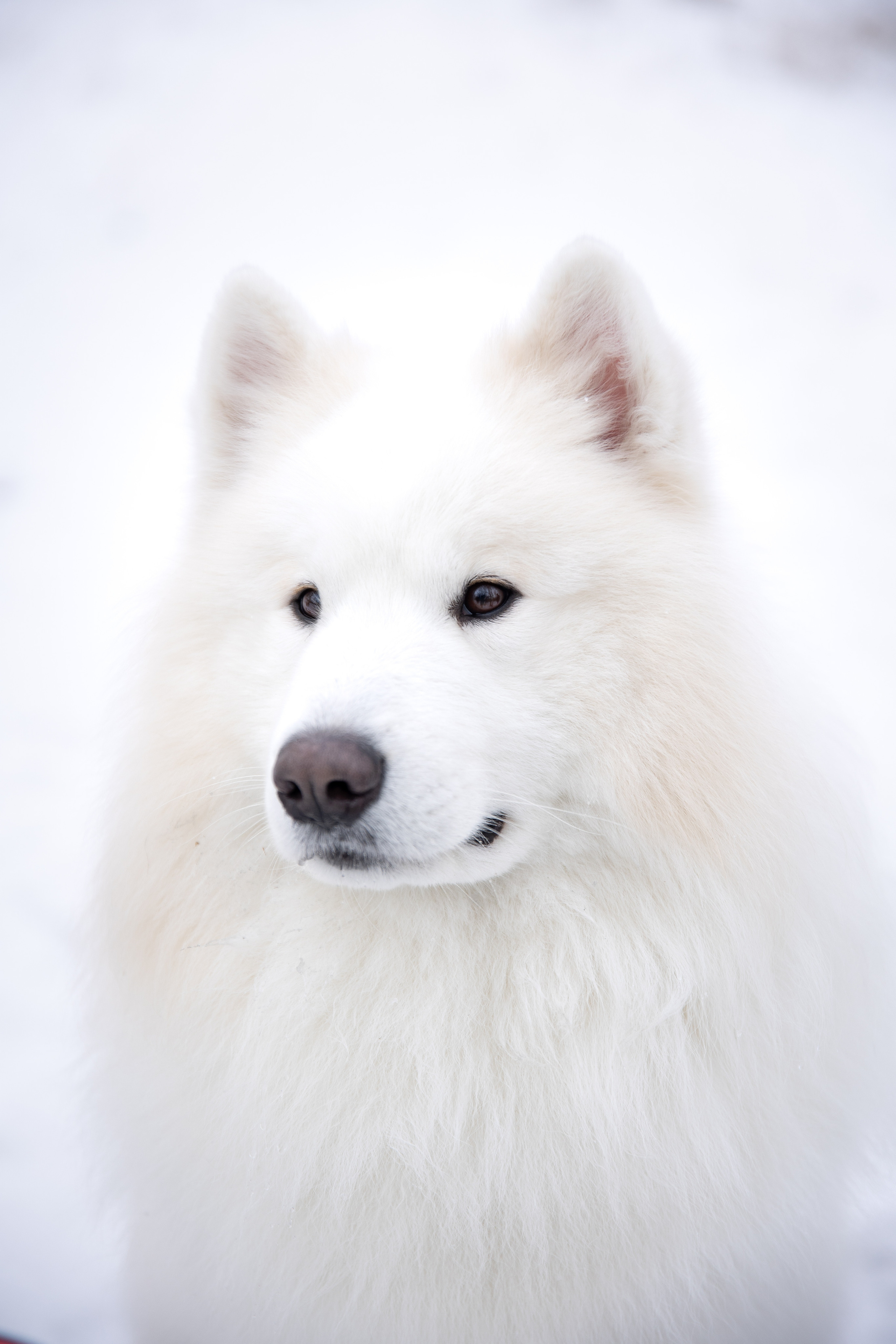 Familienshooting. Svetlana Vidru Fotograf aus Speyer und Germersheim