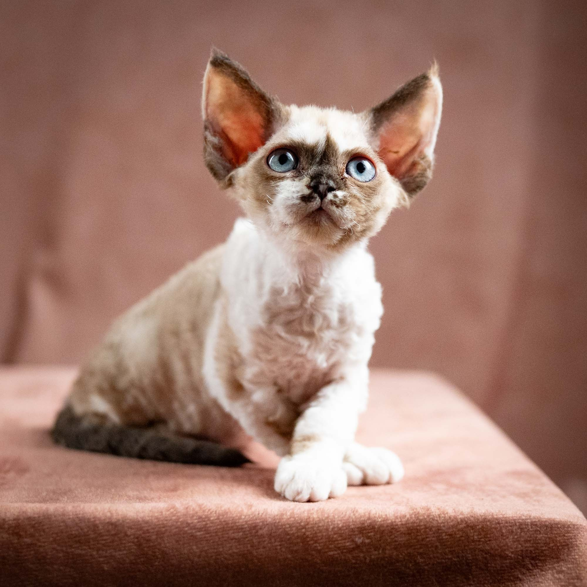 Thalia, girl, born 01.17.26. Devon Rex Pixie Cattery