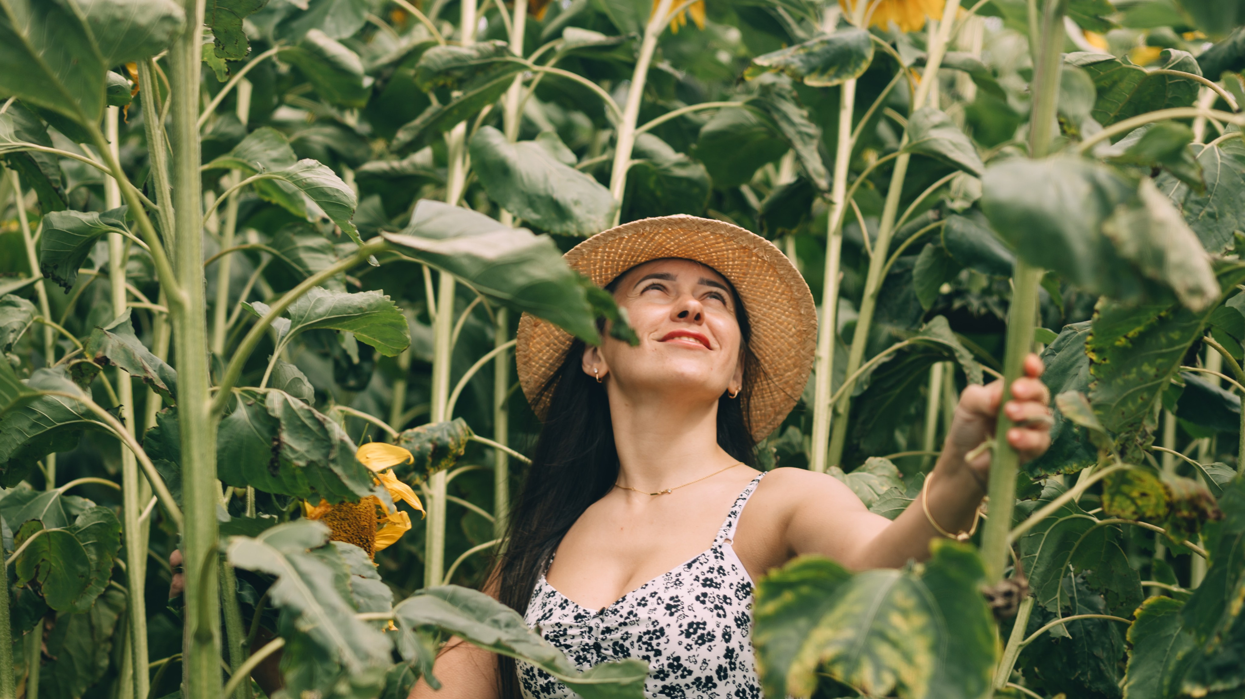 August with sunflowers. Photographer Margarita Antonova in Naas, Co Kildare