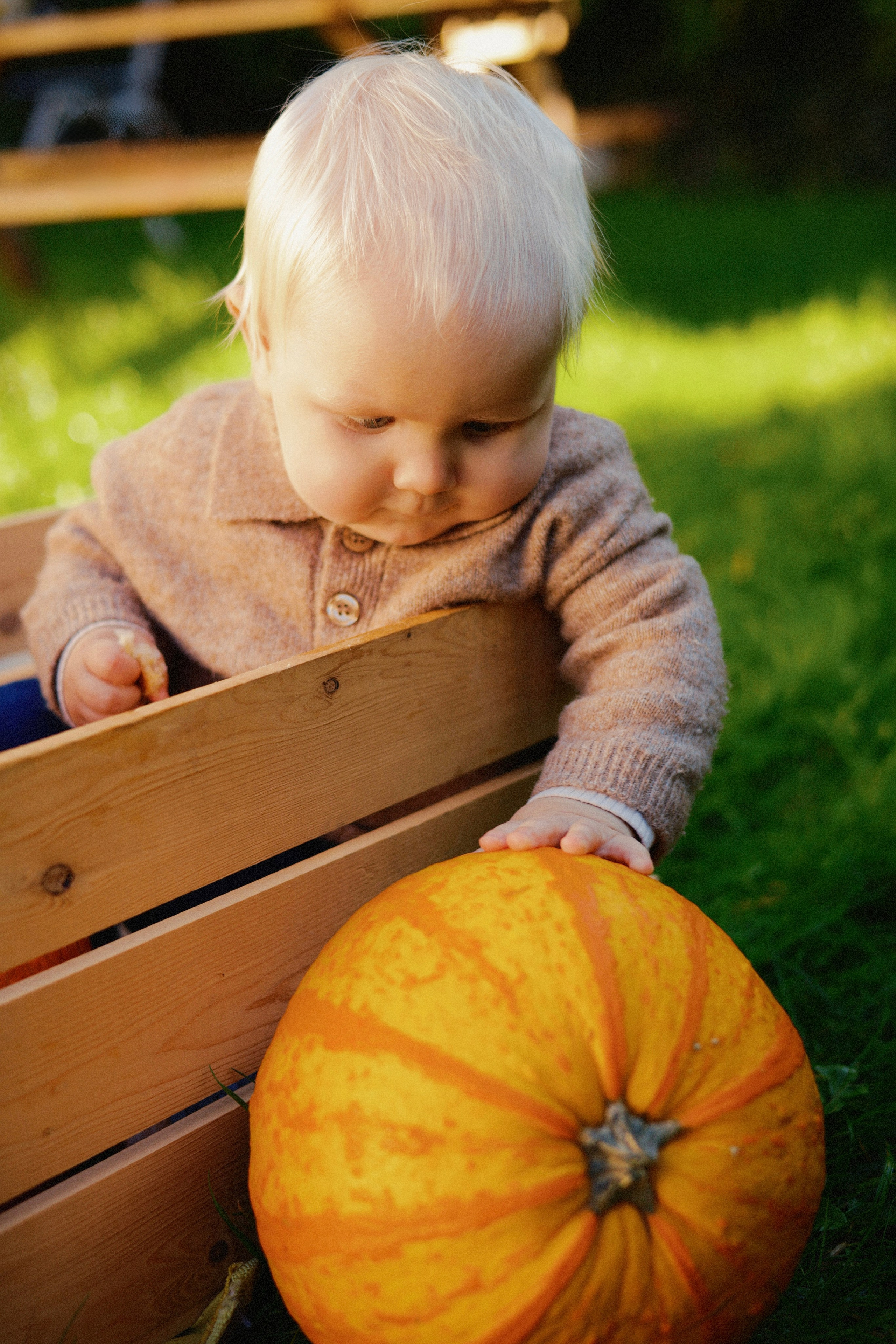 Leo’s First Autumn. Photographer Margarita Antonova in Naas, Co Kildare