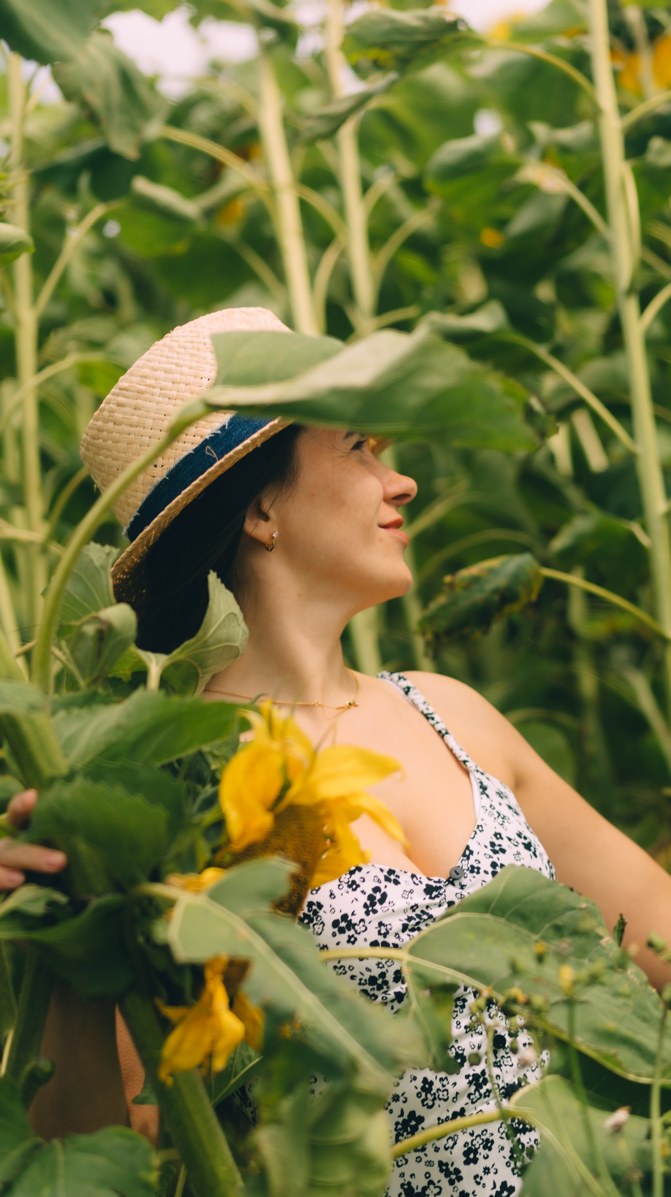August with sunflowers. Photographer Margarita Antonova in Naas, Co Kildare