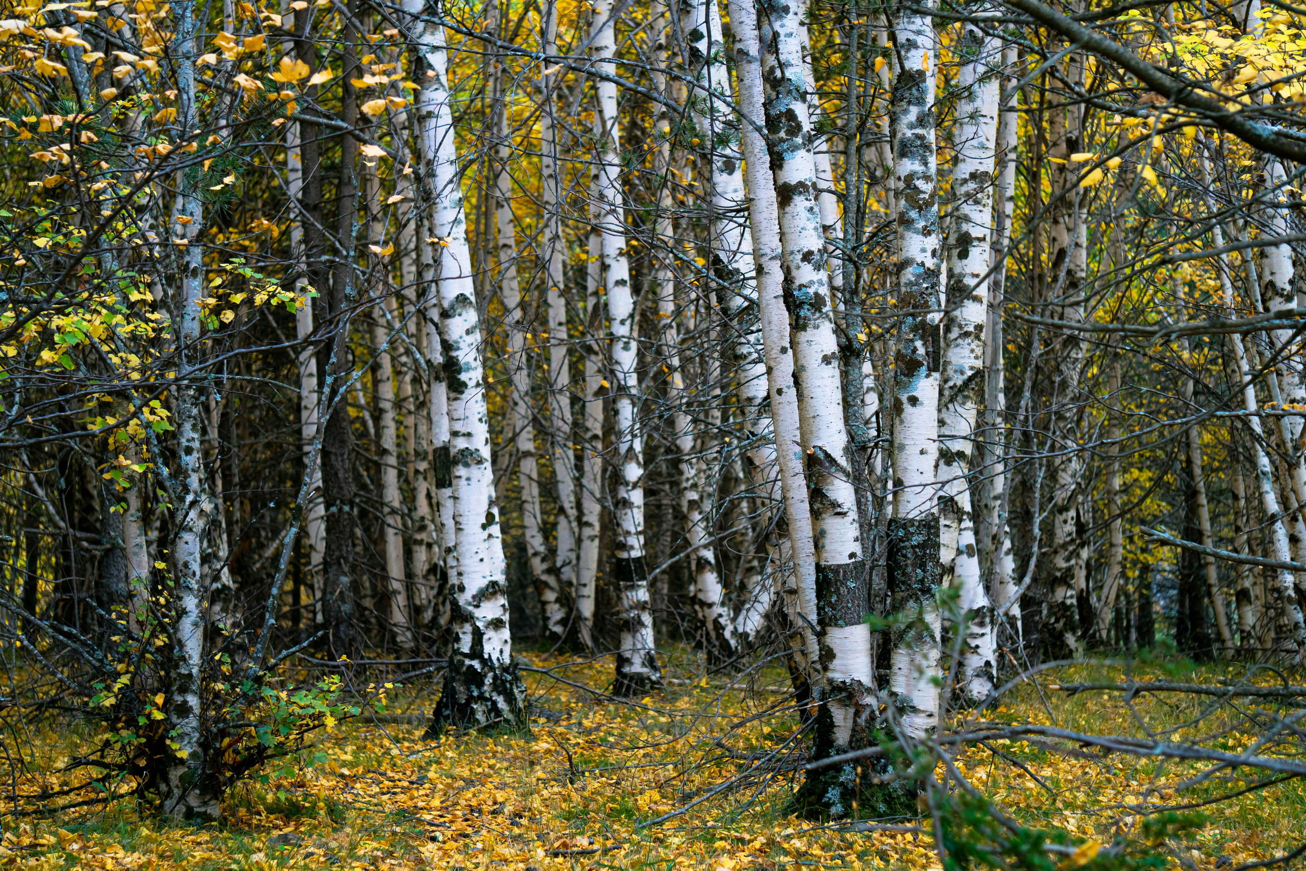 Vall Fosca en otoño. Alba del Norte Studio