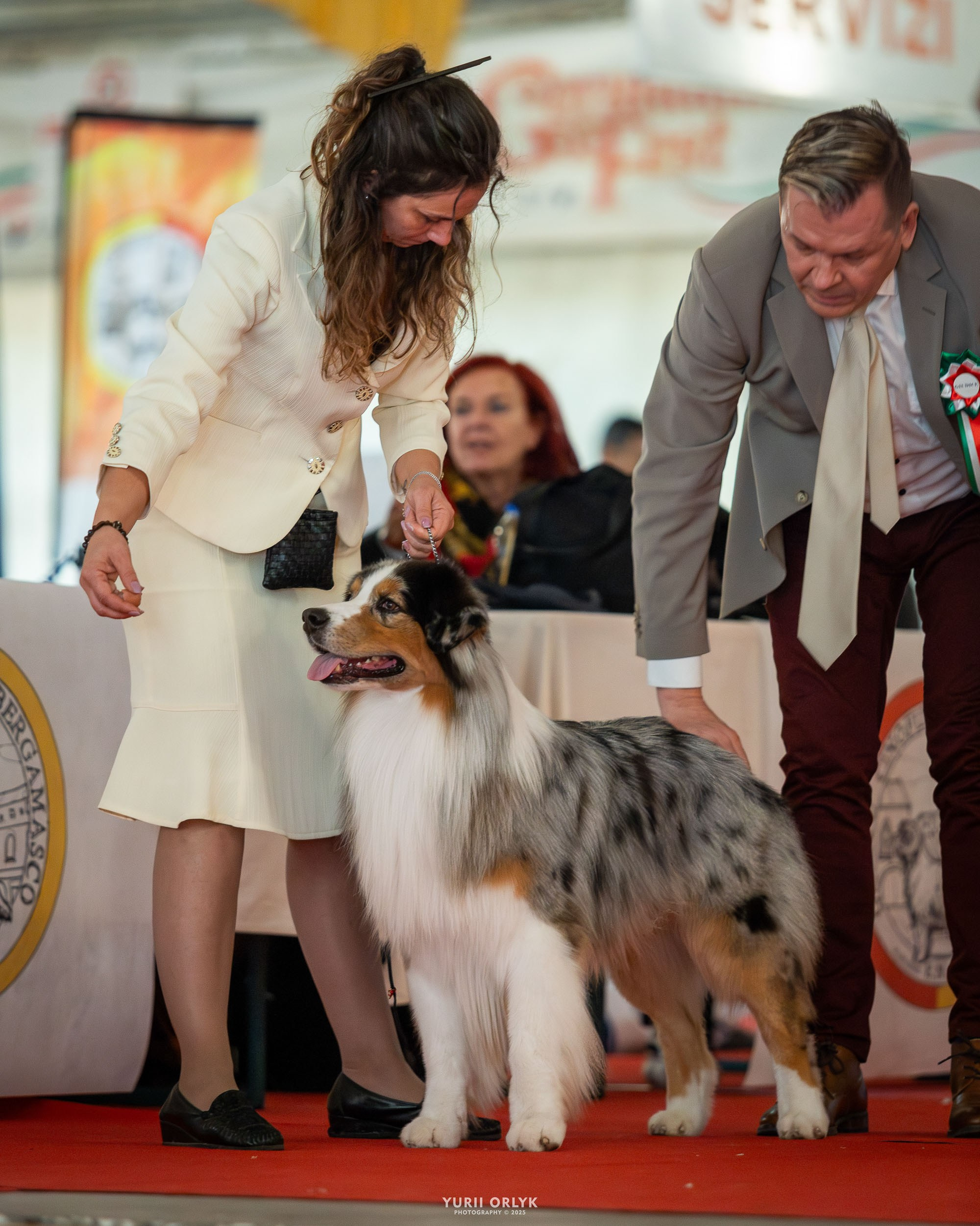 Dog Shows. Yurii Orlyk Photography
