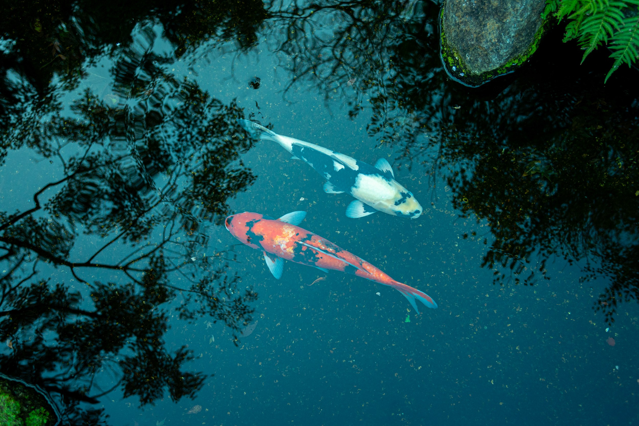Japan. Marius Ciocan