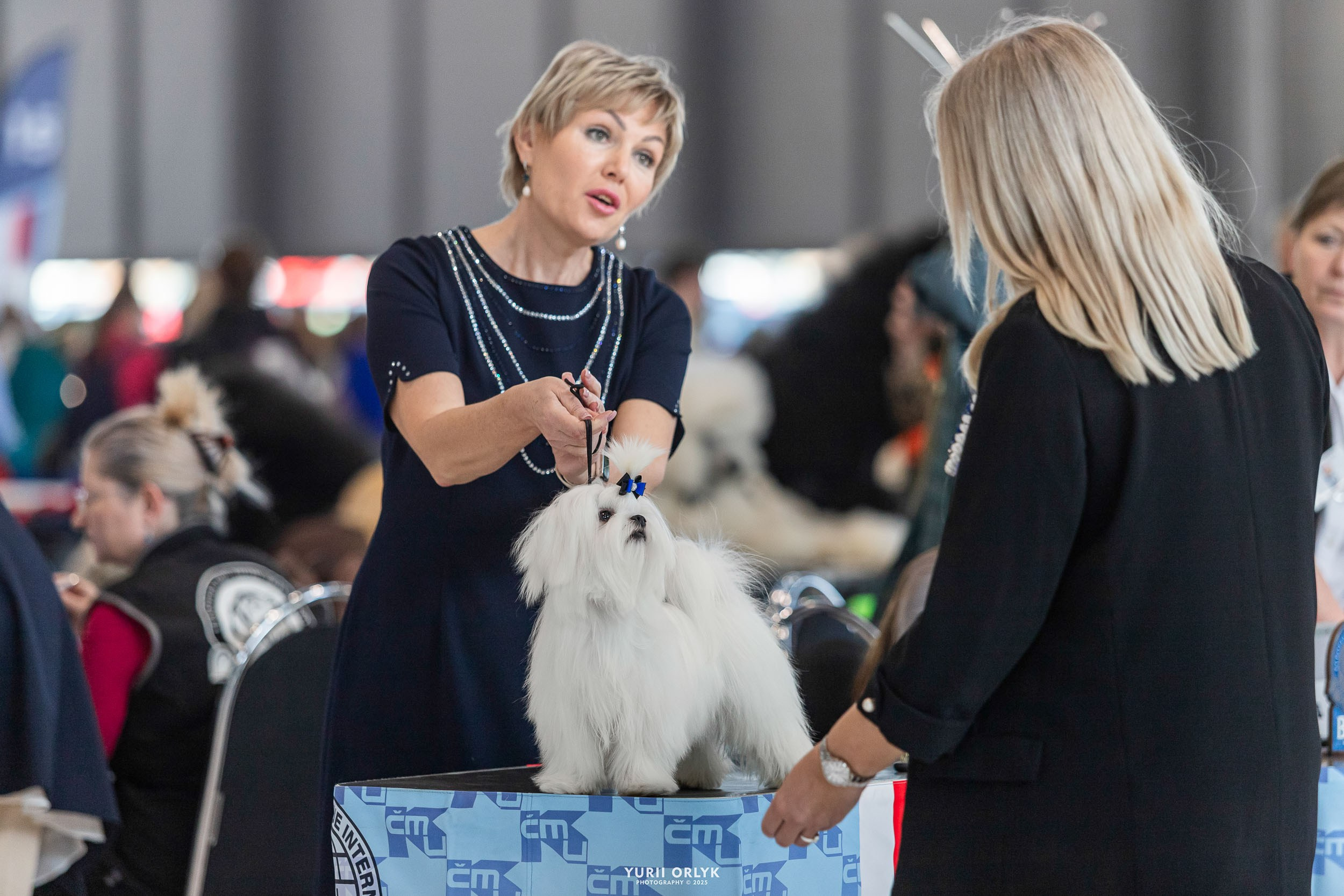 Dog Shows. Yurii Orlyk Photography