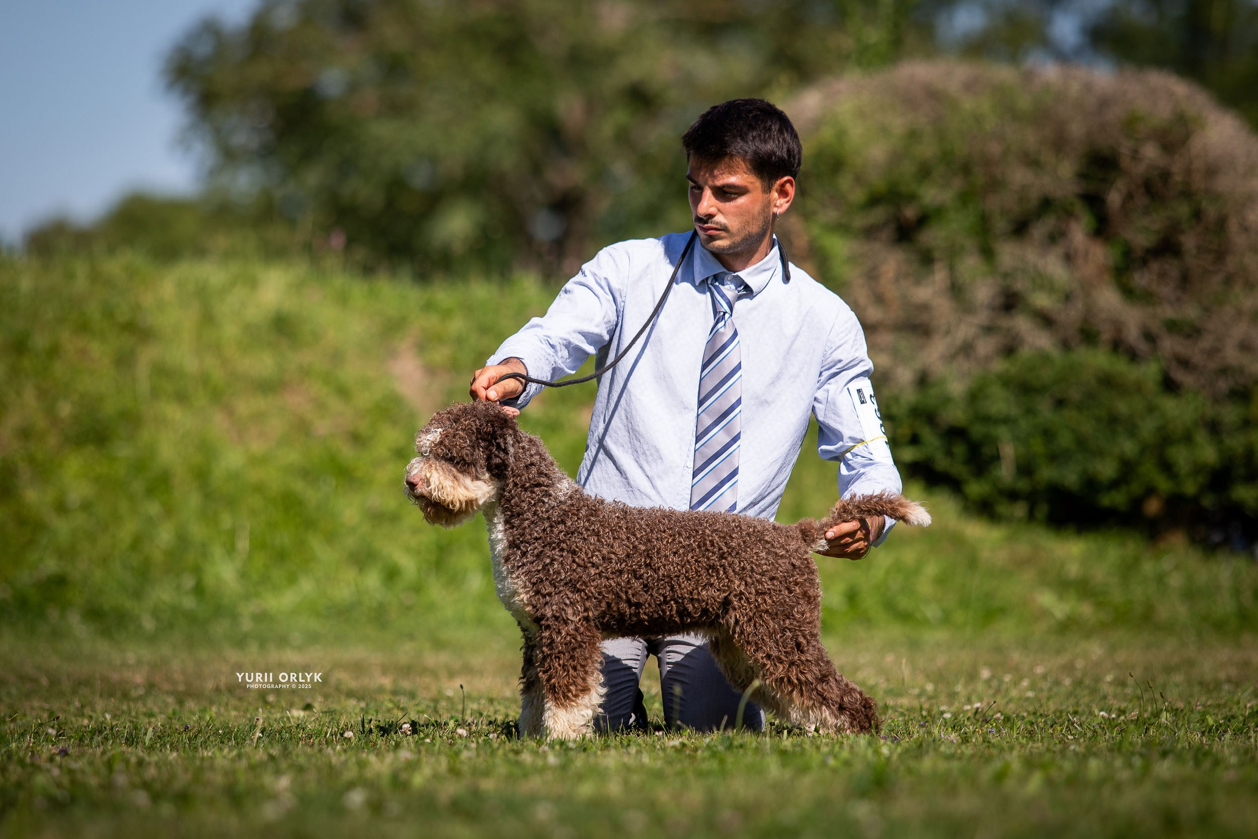 Dog Shows. Yurii Orlyk Photography