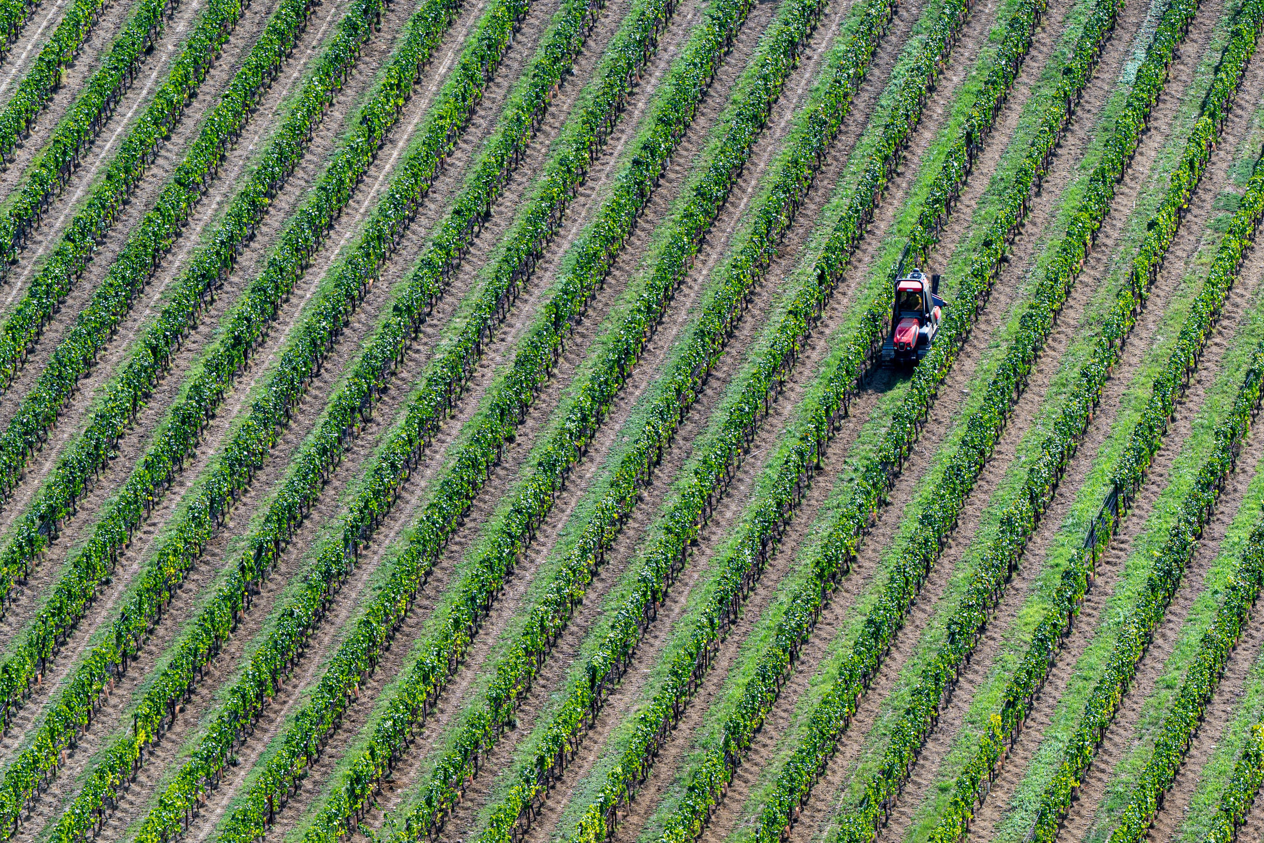 Cantine Boasso Serralunga. “Gianmaria Coscia fotografo per passione”