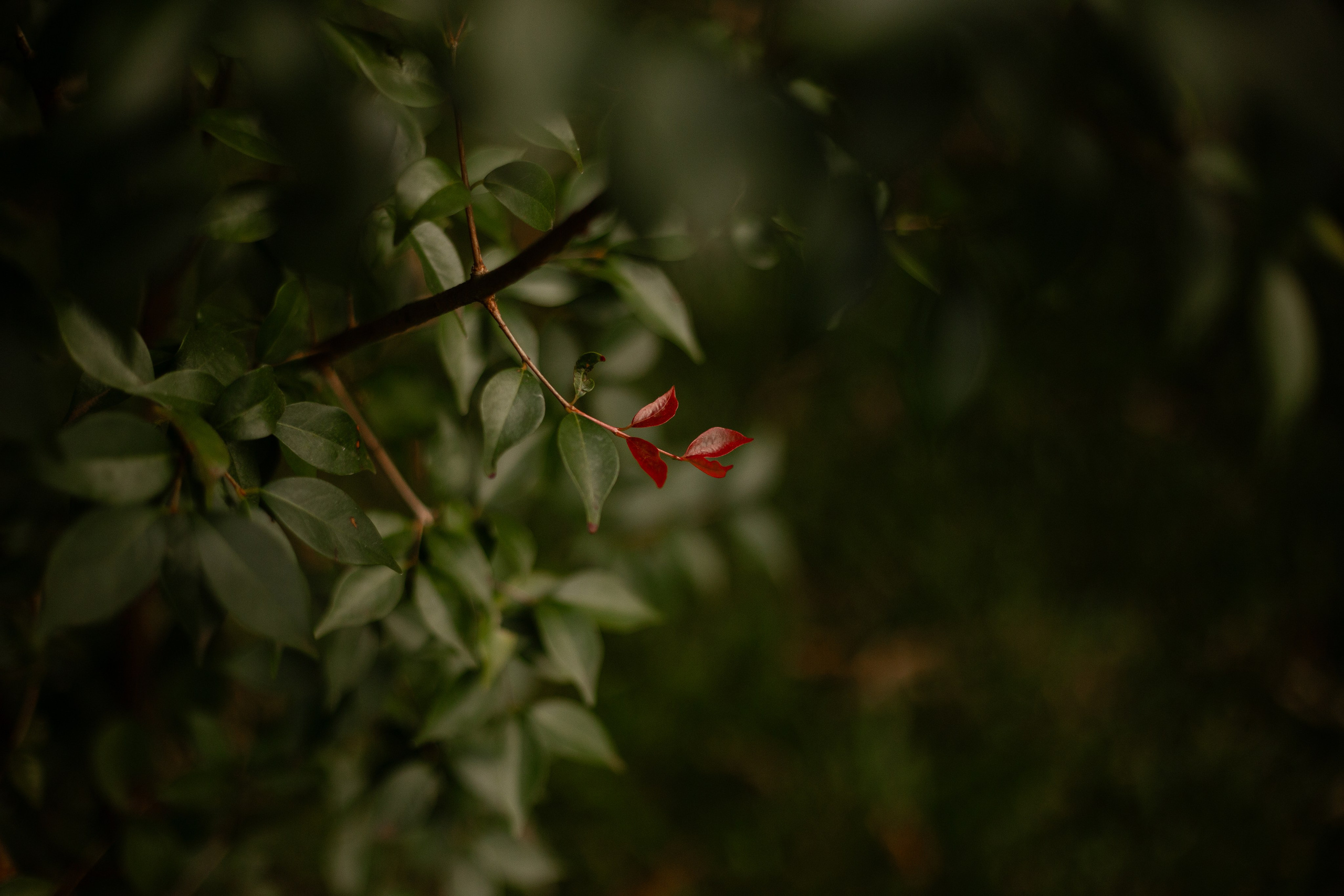 Chá Revelação Tania