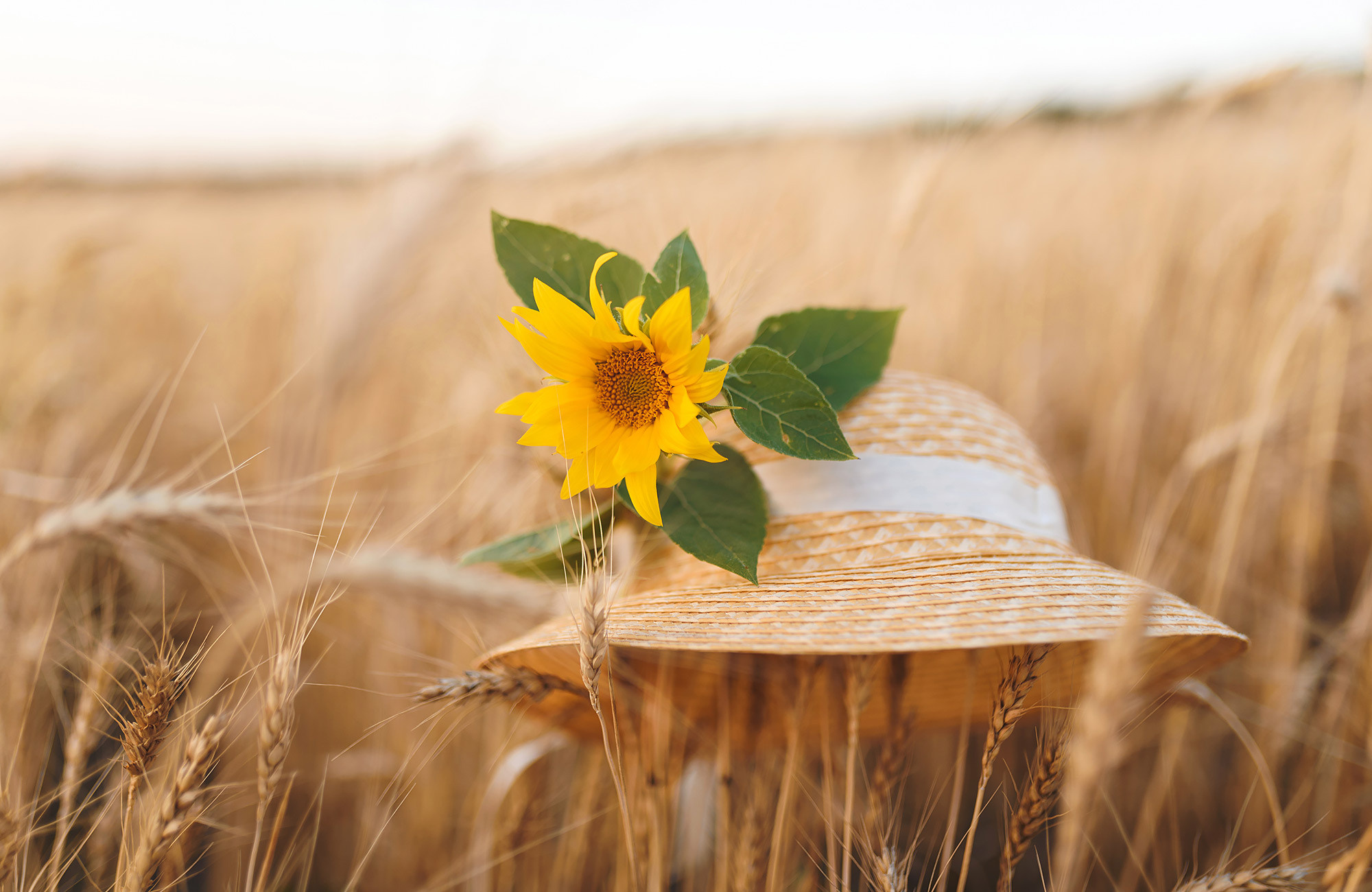 Family photography in wheat field — Andrei Zveaghintev