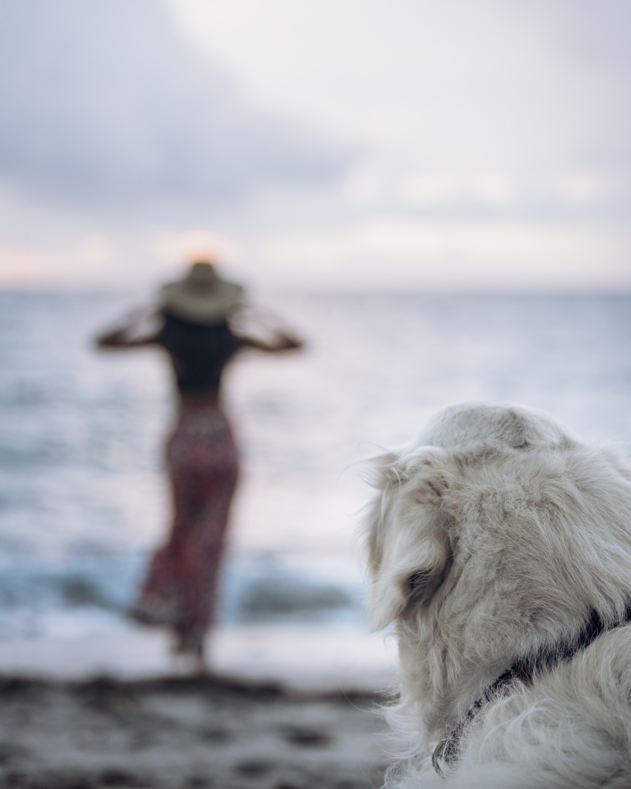 Robby & Asya. Pet Photographer Viktoriya Aleshenko